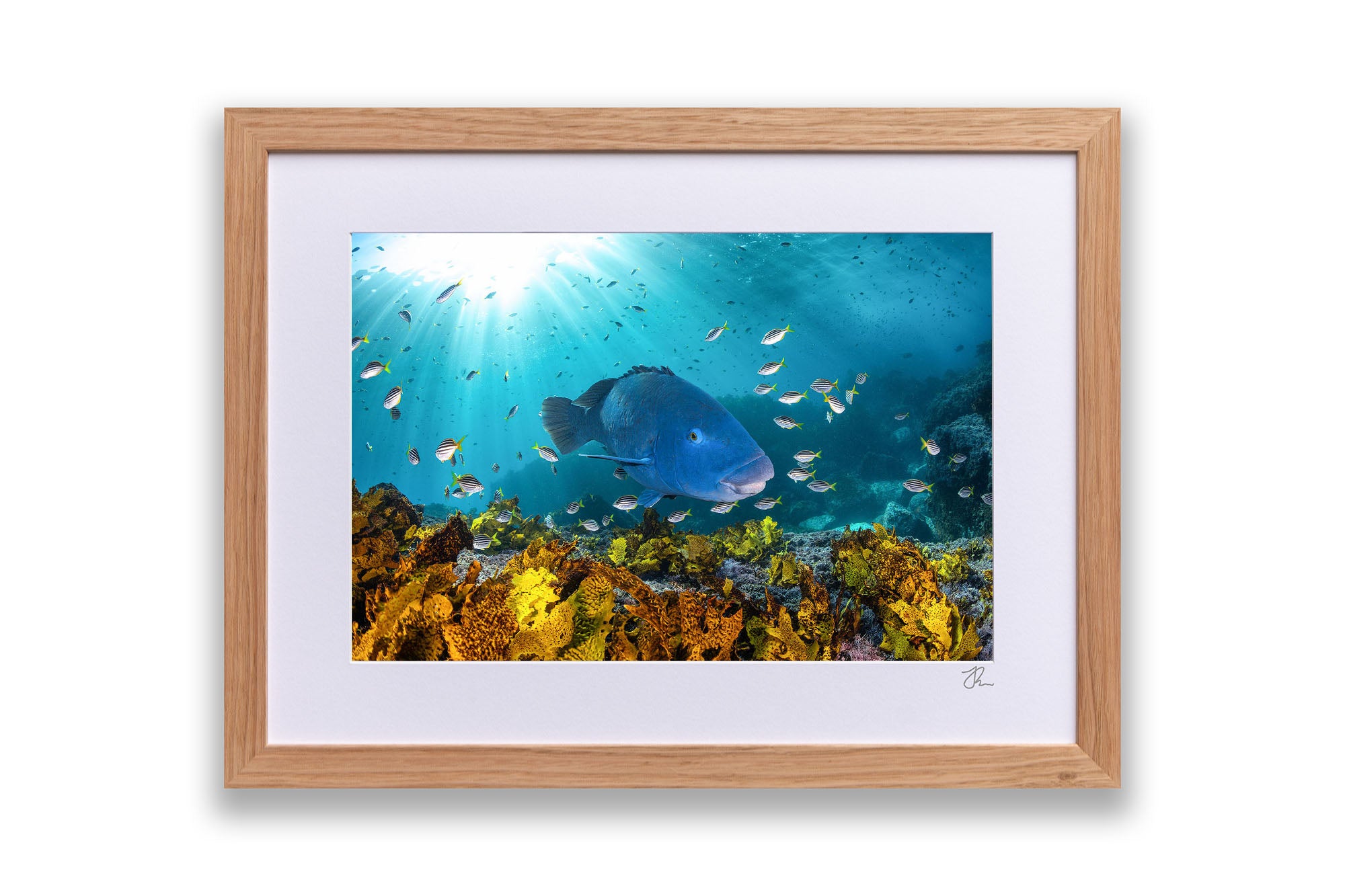 Blue Groper | Great Southern Reef | Jervis Bay