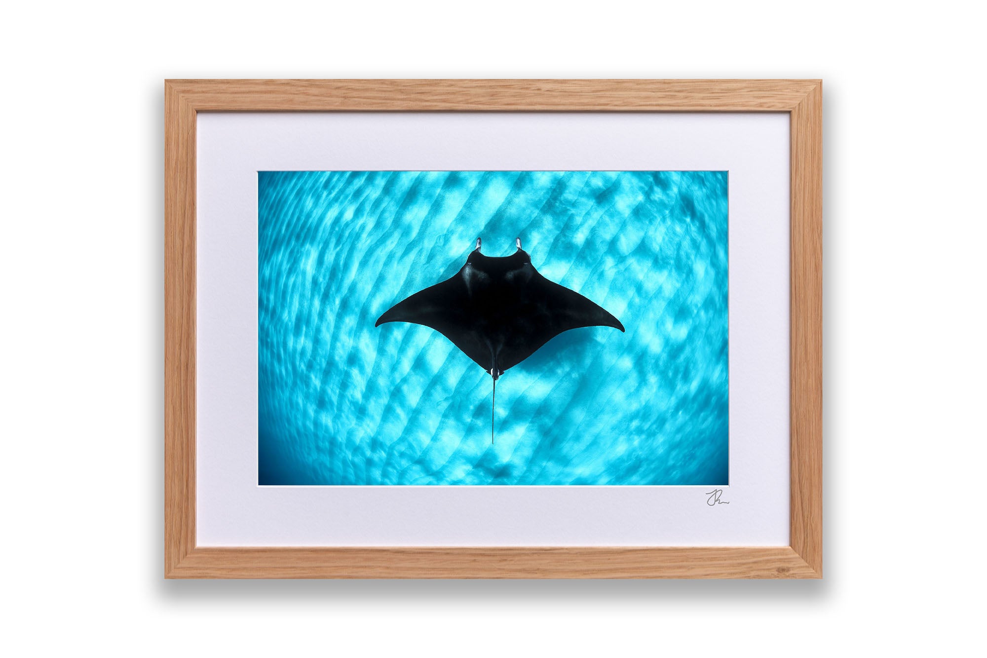 Manta Ray Coral Bay | Ningaloo Reef