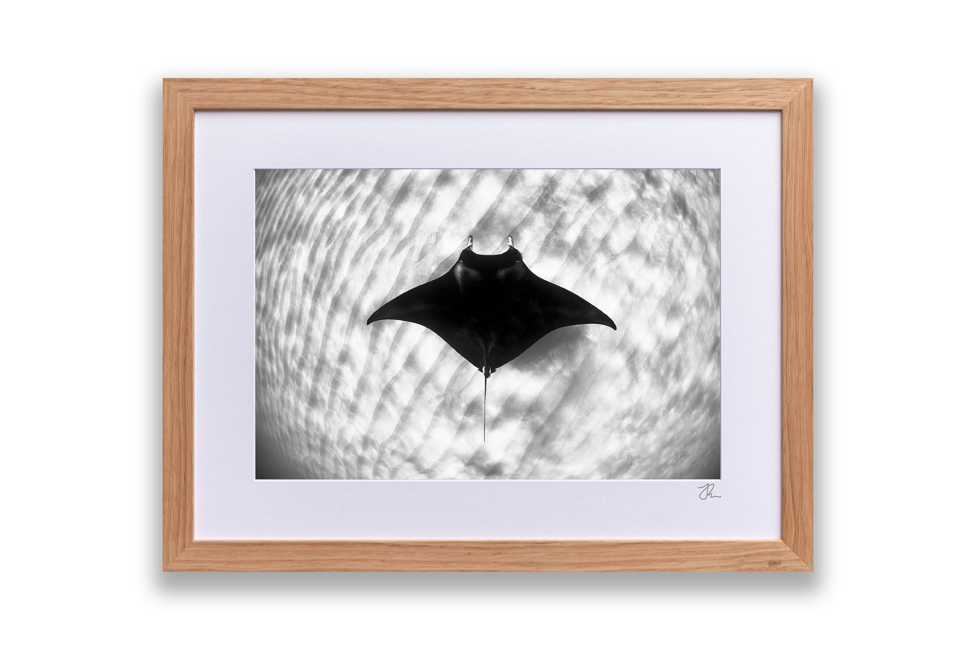 Manta Ray Coral Bay Ningaloo Reef | Monochrome