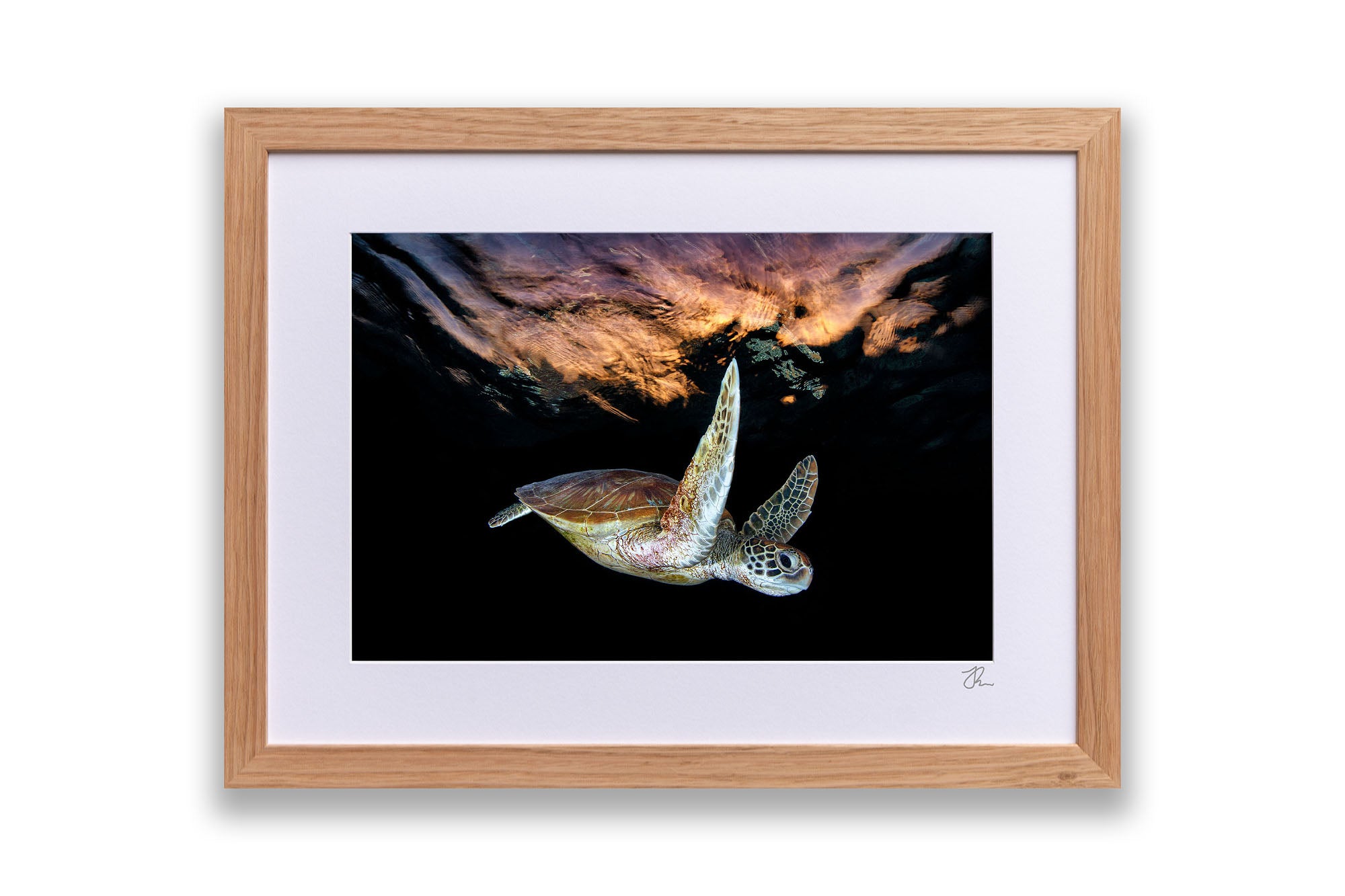 Turtle Sunset Tranquility | Great Barrier Reef