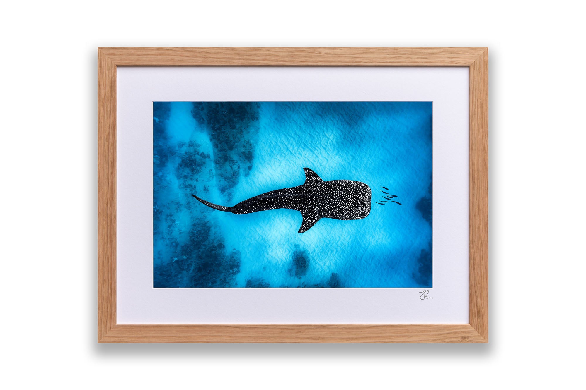 Landscape Whale Shark Dreams Ningaloo Reef