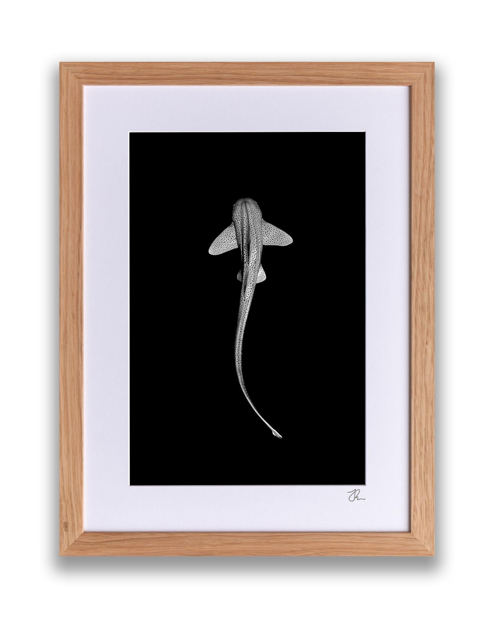 Leopard Shark Monochrome | Vertical