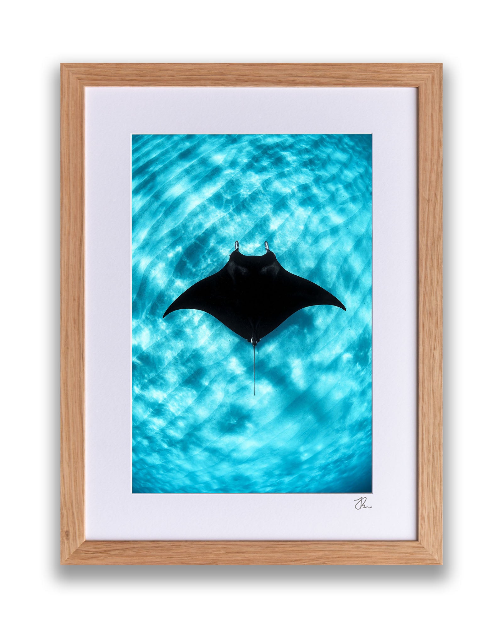 Manta Ray Vertical | Coral Bay Ningaloo Reef