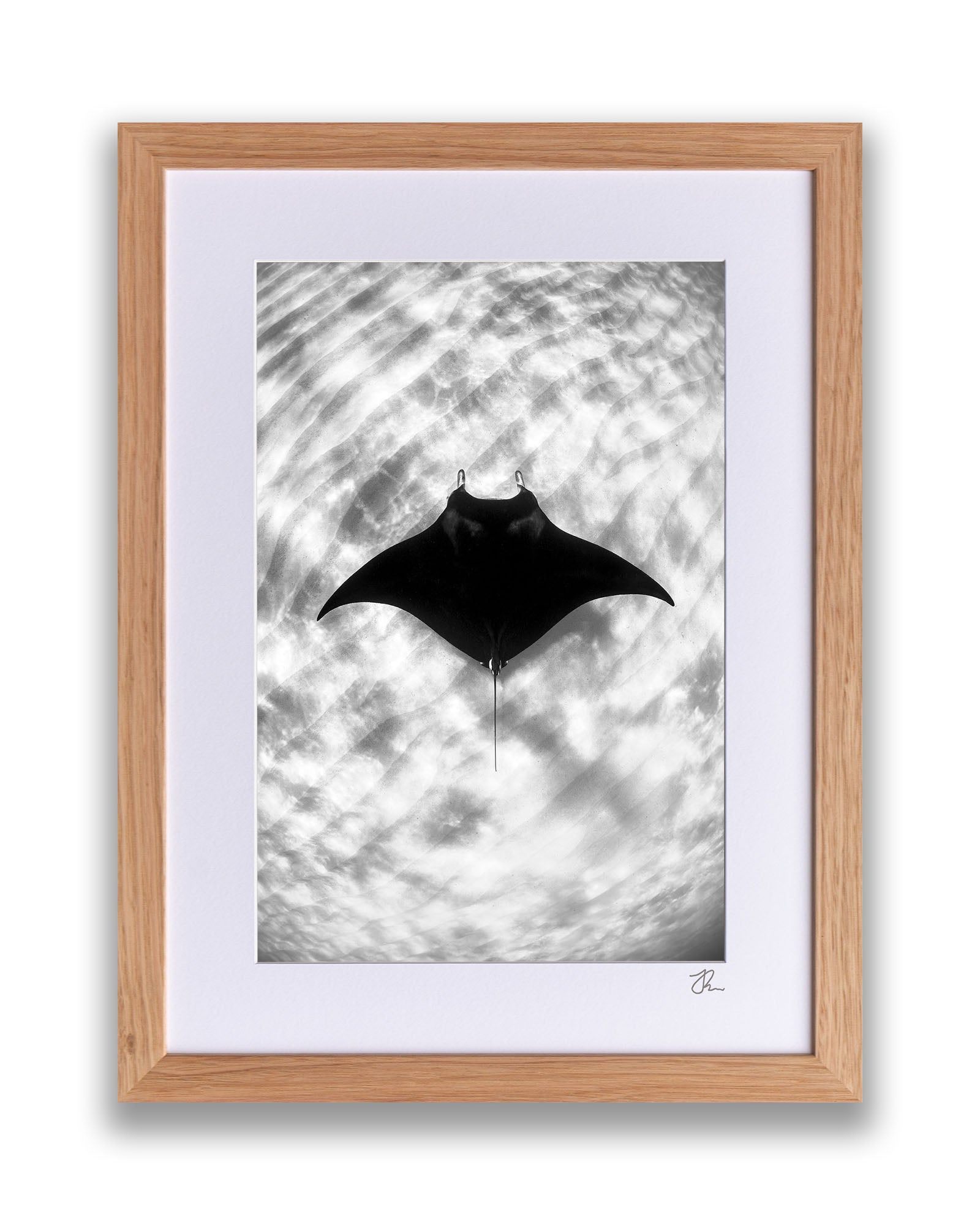 Manta Ray Vertical Monochrome | Ningaloo Reef
