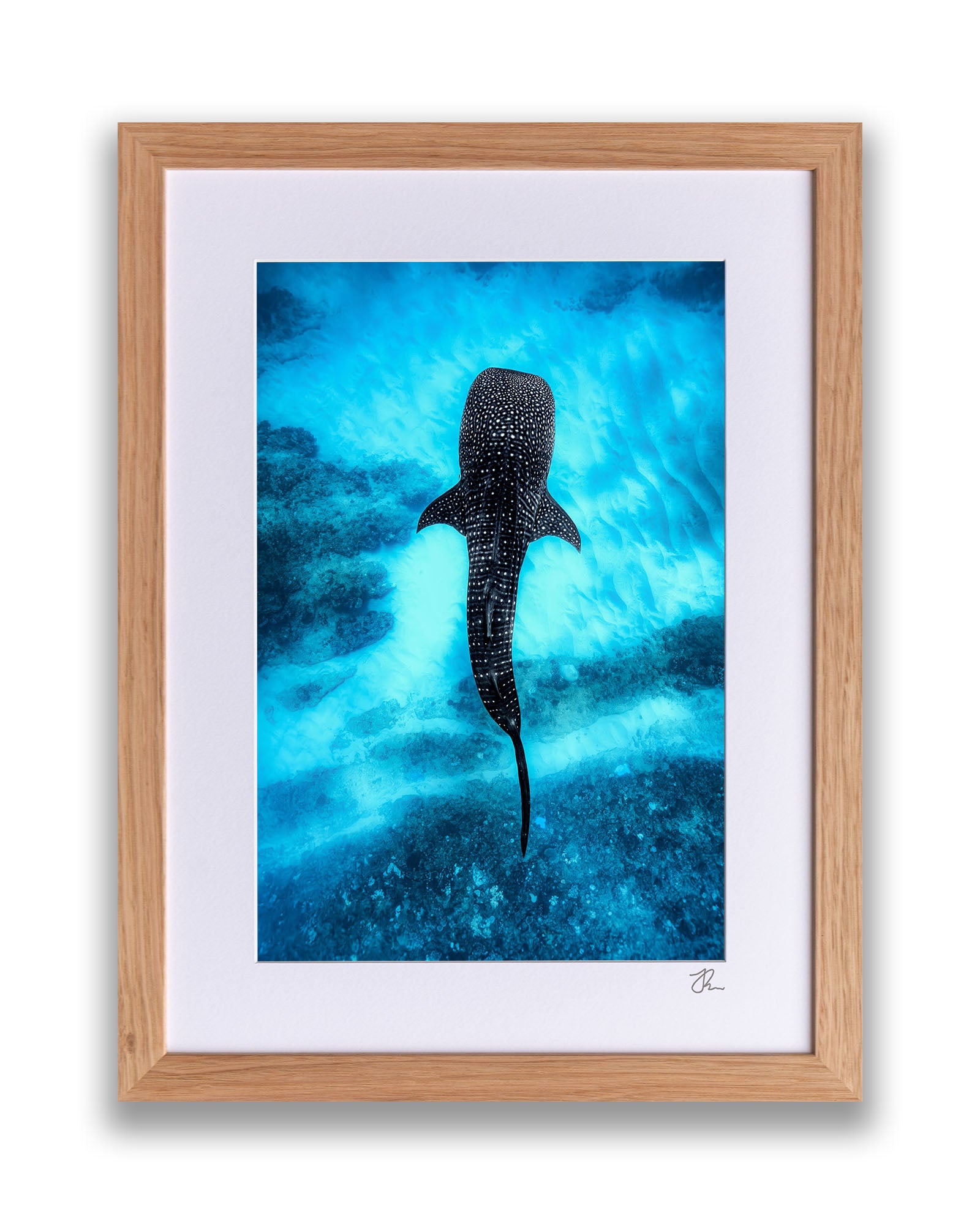 Whale Shark Over The Reef | Ningaloo Reef