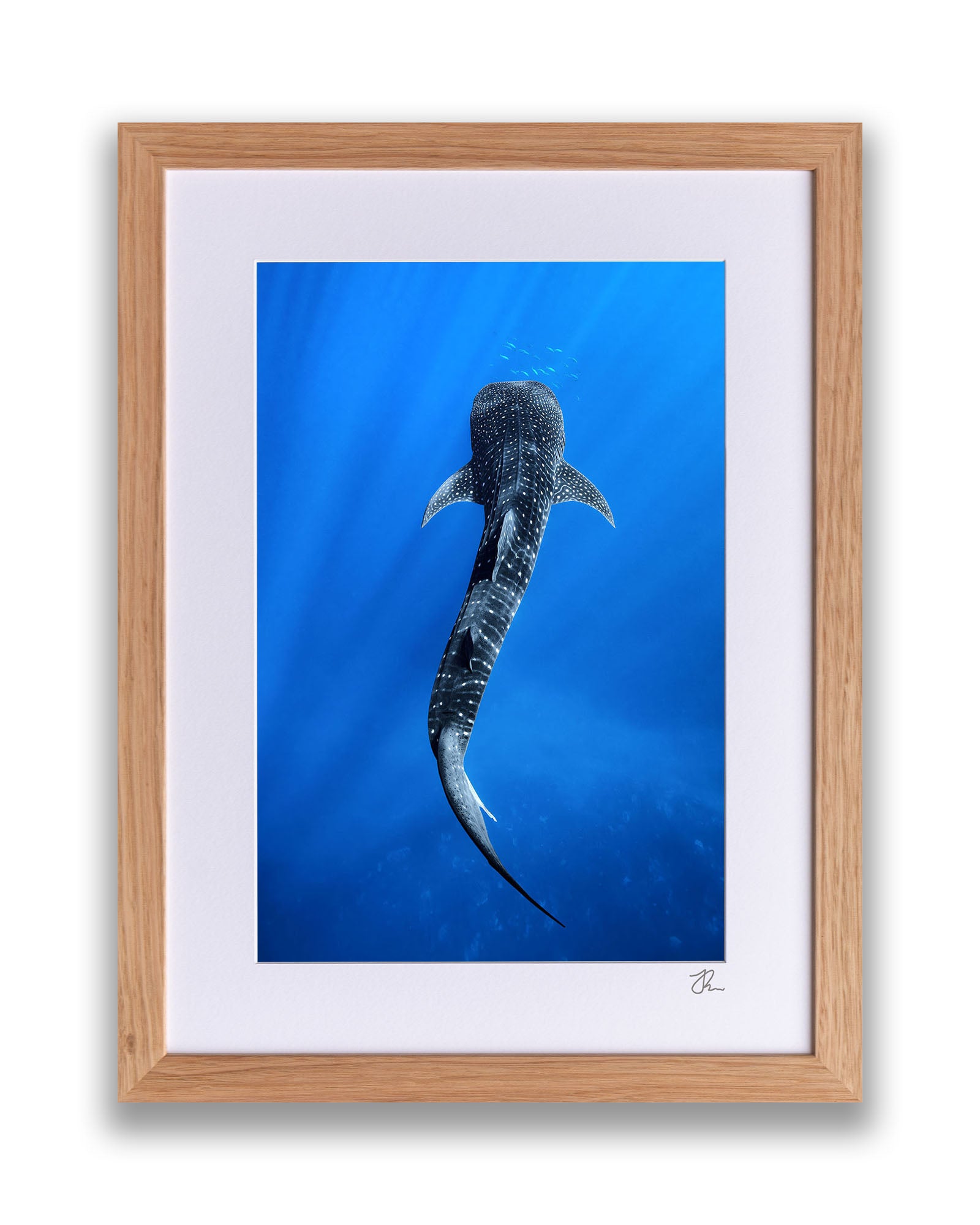 Into The Blue Whale Shark | Ningaloo Reef