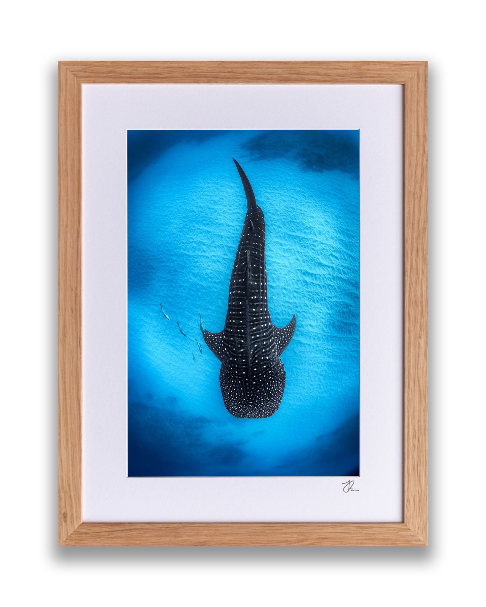 Ningaloo Reef Gentle Giants | Vertical
