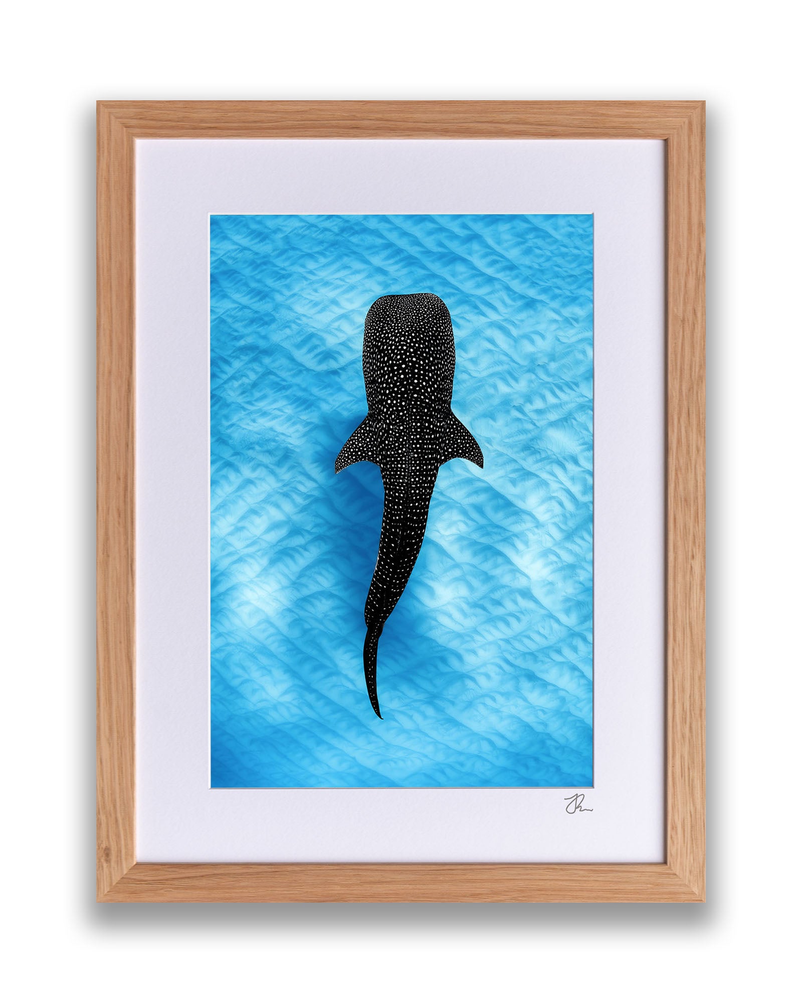 Whale Shark Blues | Ningaloo Reef