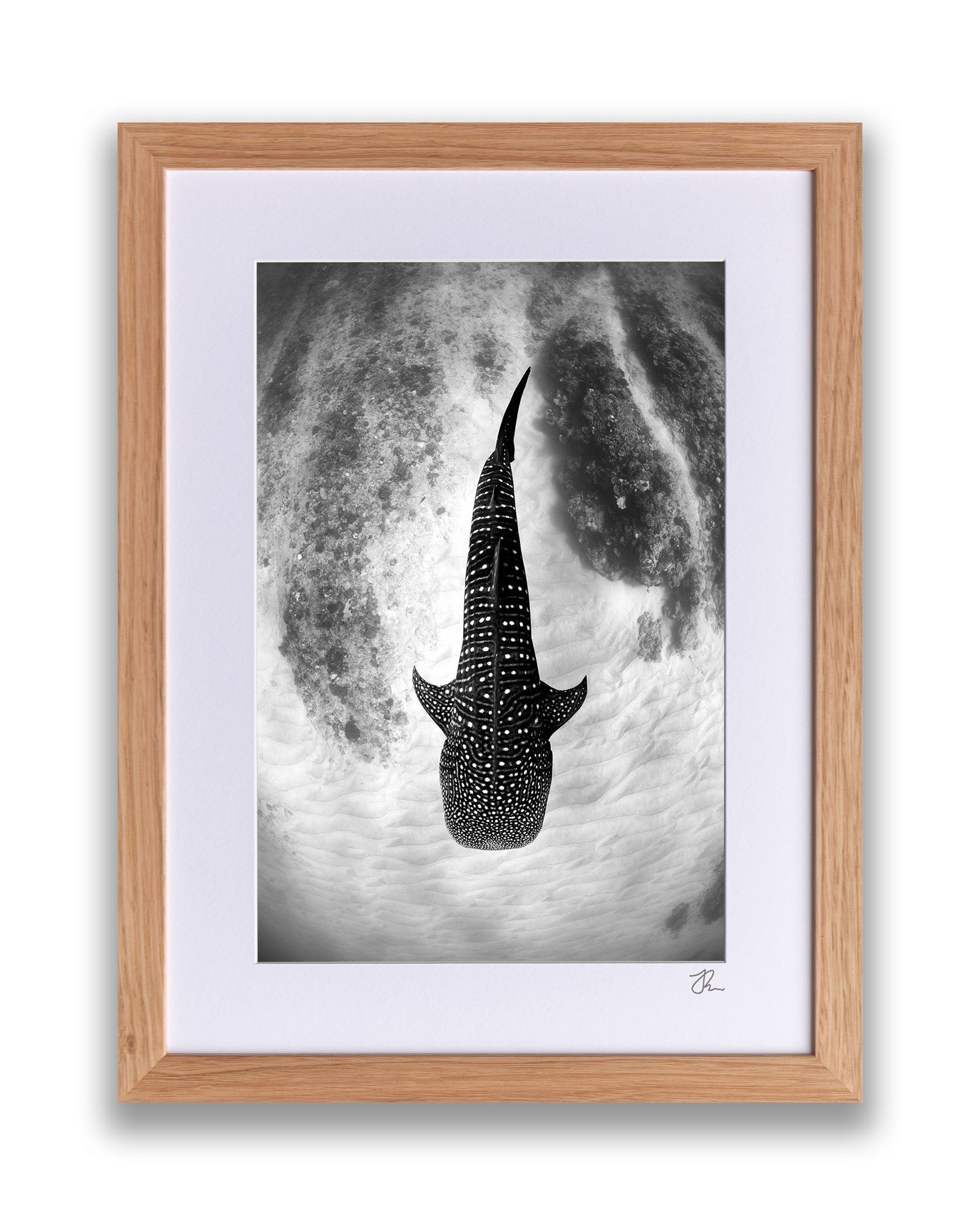 Whale Shark Glide Monochrome | Ningaloo Reef