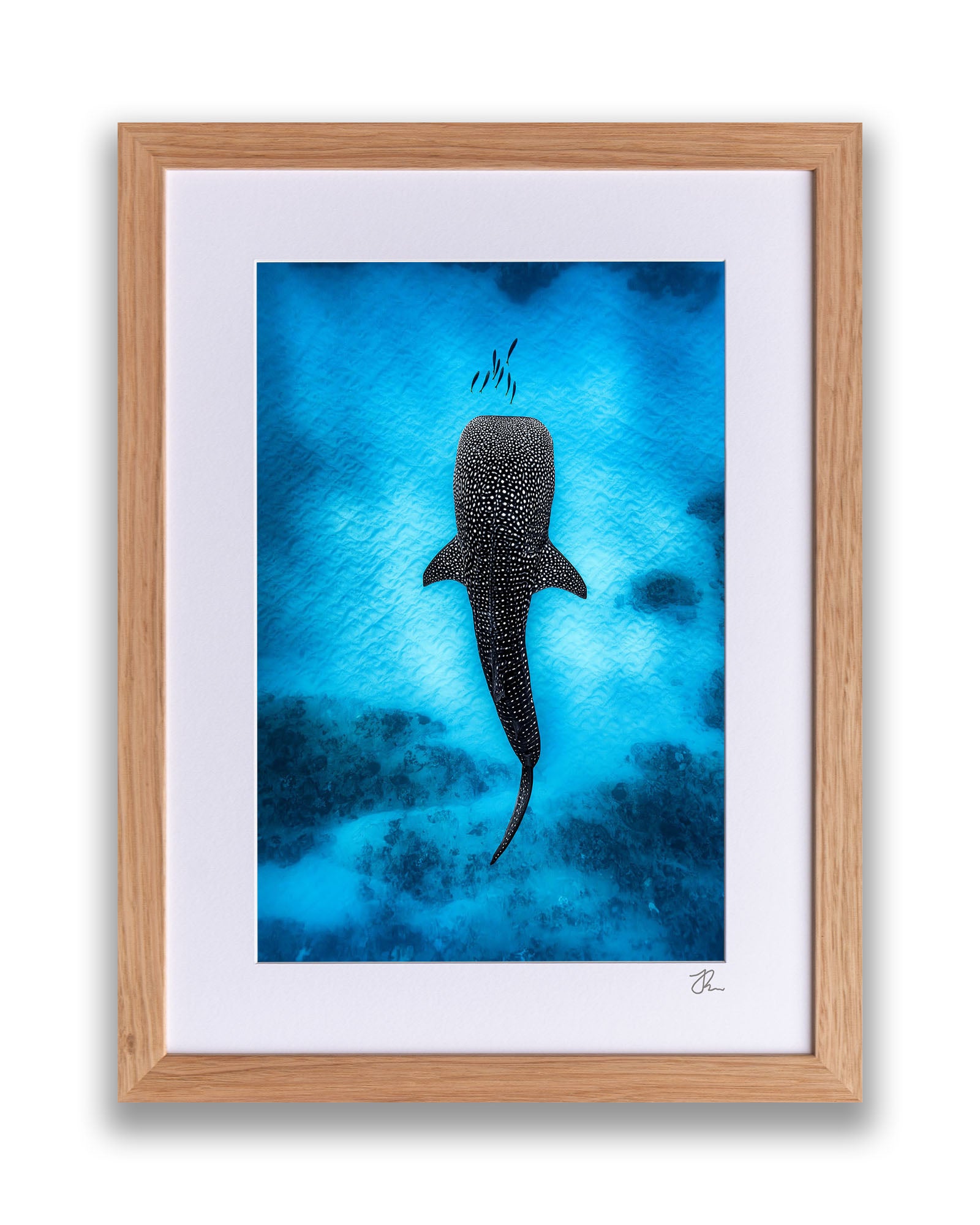 Whale Shark Dreams | Ningaloo Reef