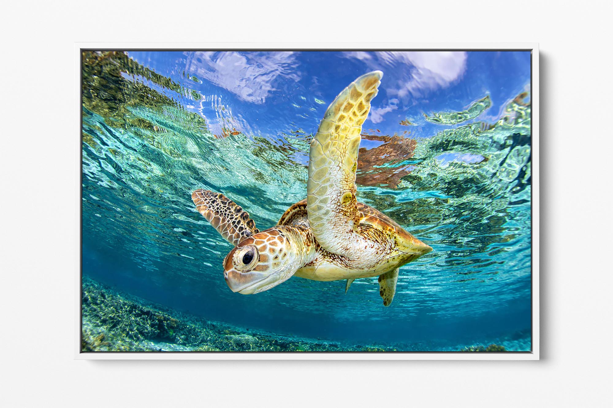 Aqua Blue Sea Turtle | Great Barrier Reef