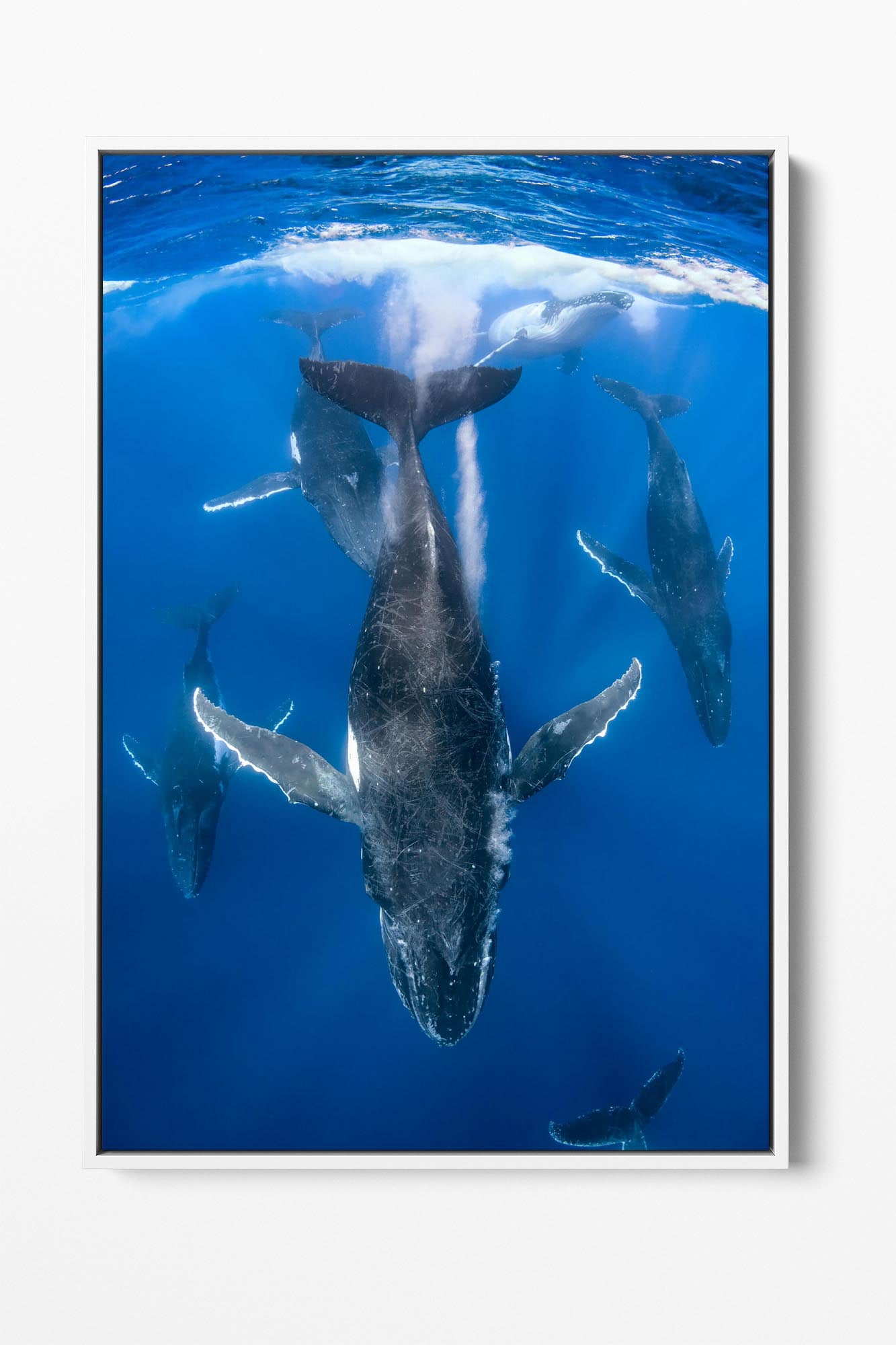 Humpback Whale Heat Run