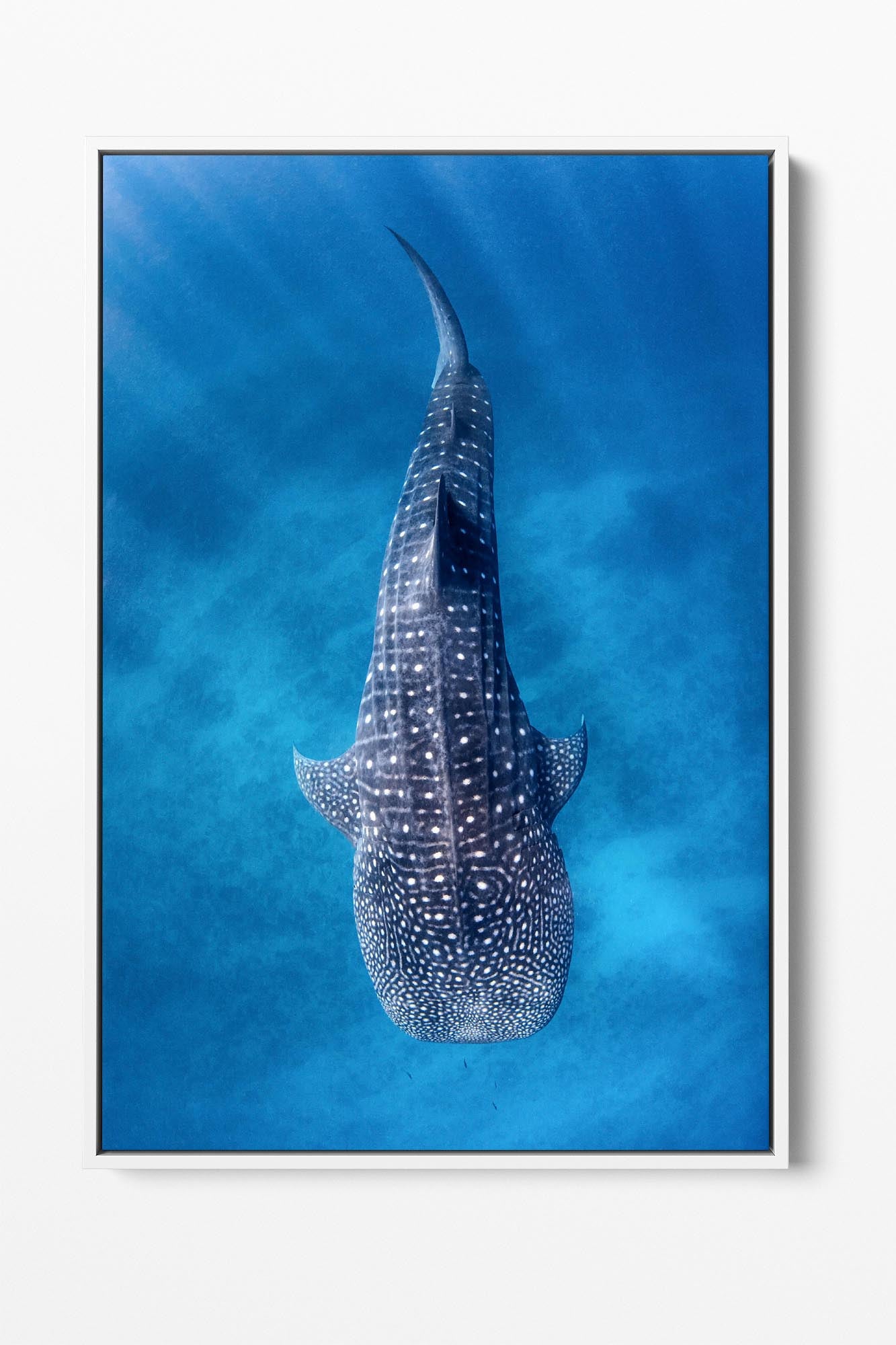 Whale Shark Clarity Ningaloo Reef