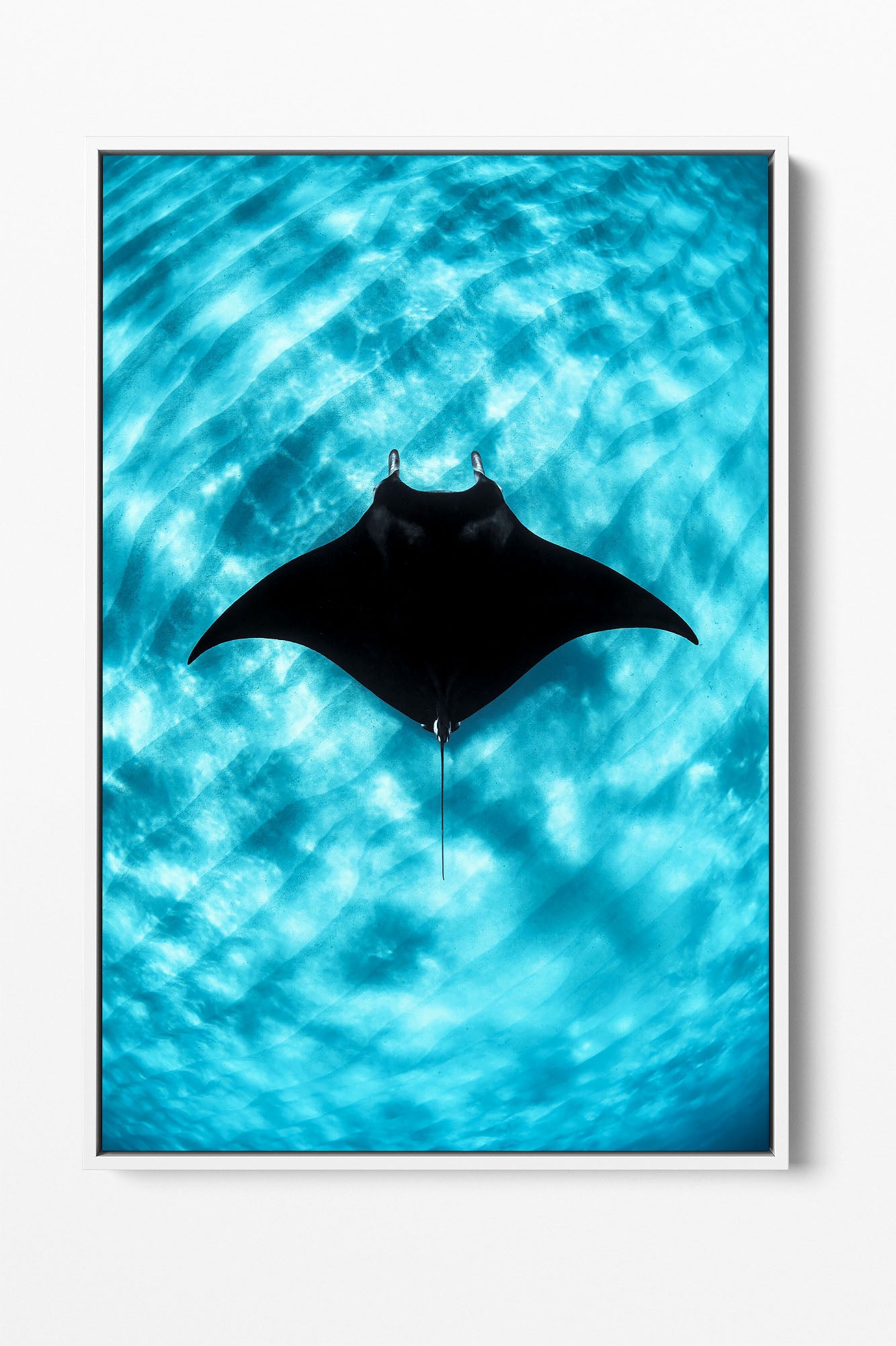 Manta Ray Vertical | Coral Bay Ningaloo Reef