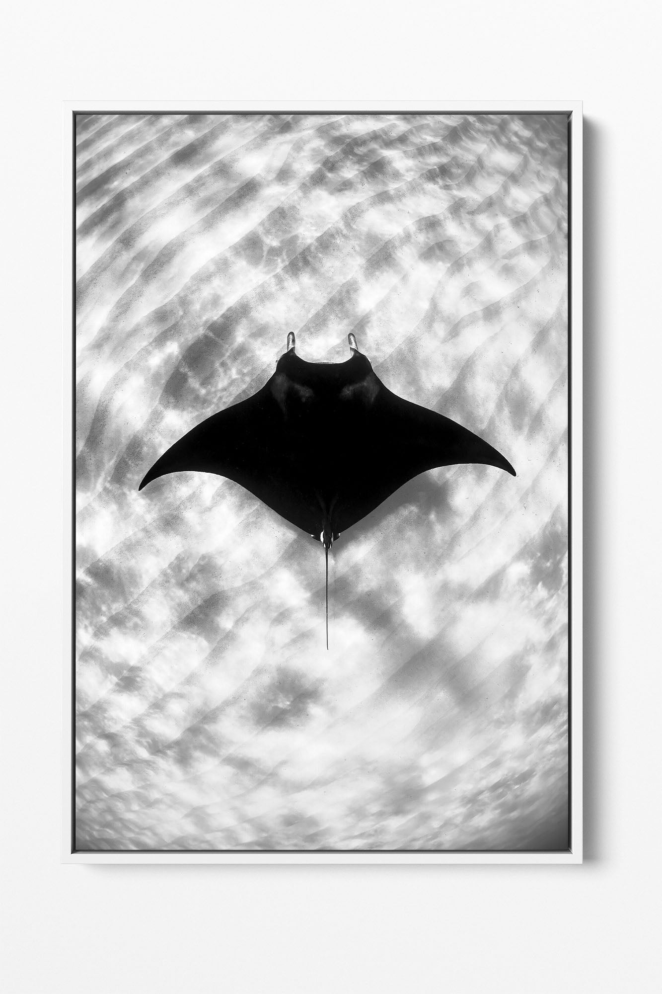 Manta Ray Vertical Monochrome | Ningaloo Reef