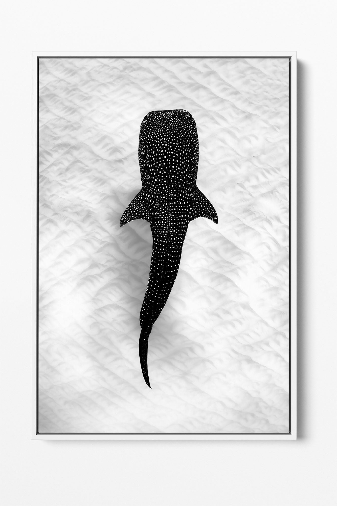 Whale Shark on the Sand Ningaloo Reef | Monochrome