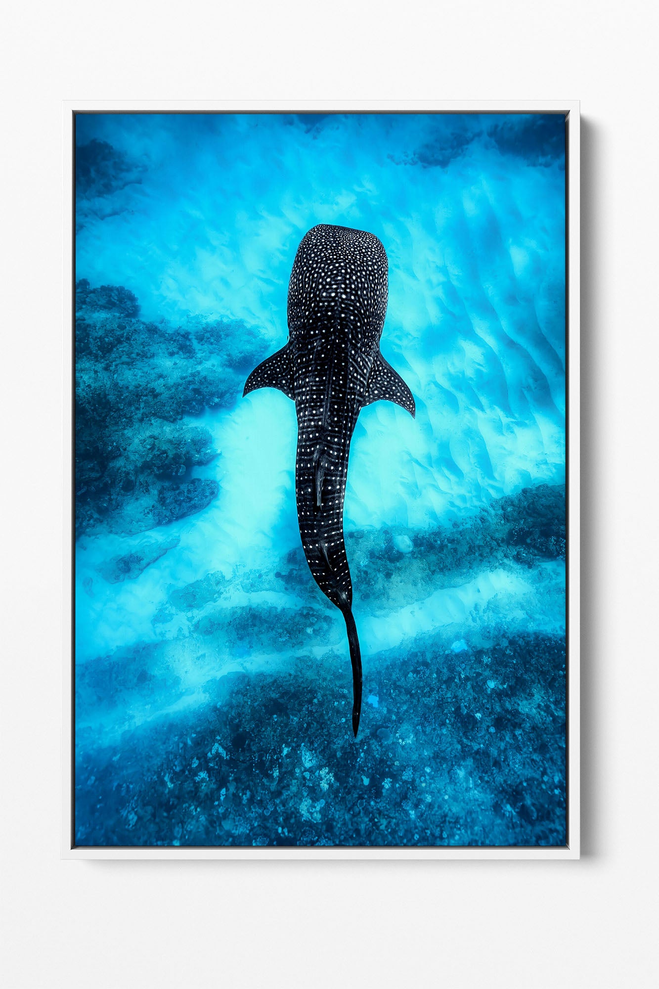 Whale Shark Over The Reef | Ningaloo Reef
