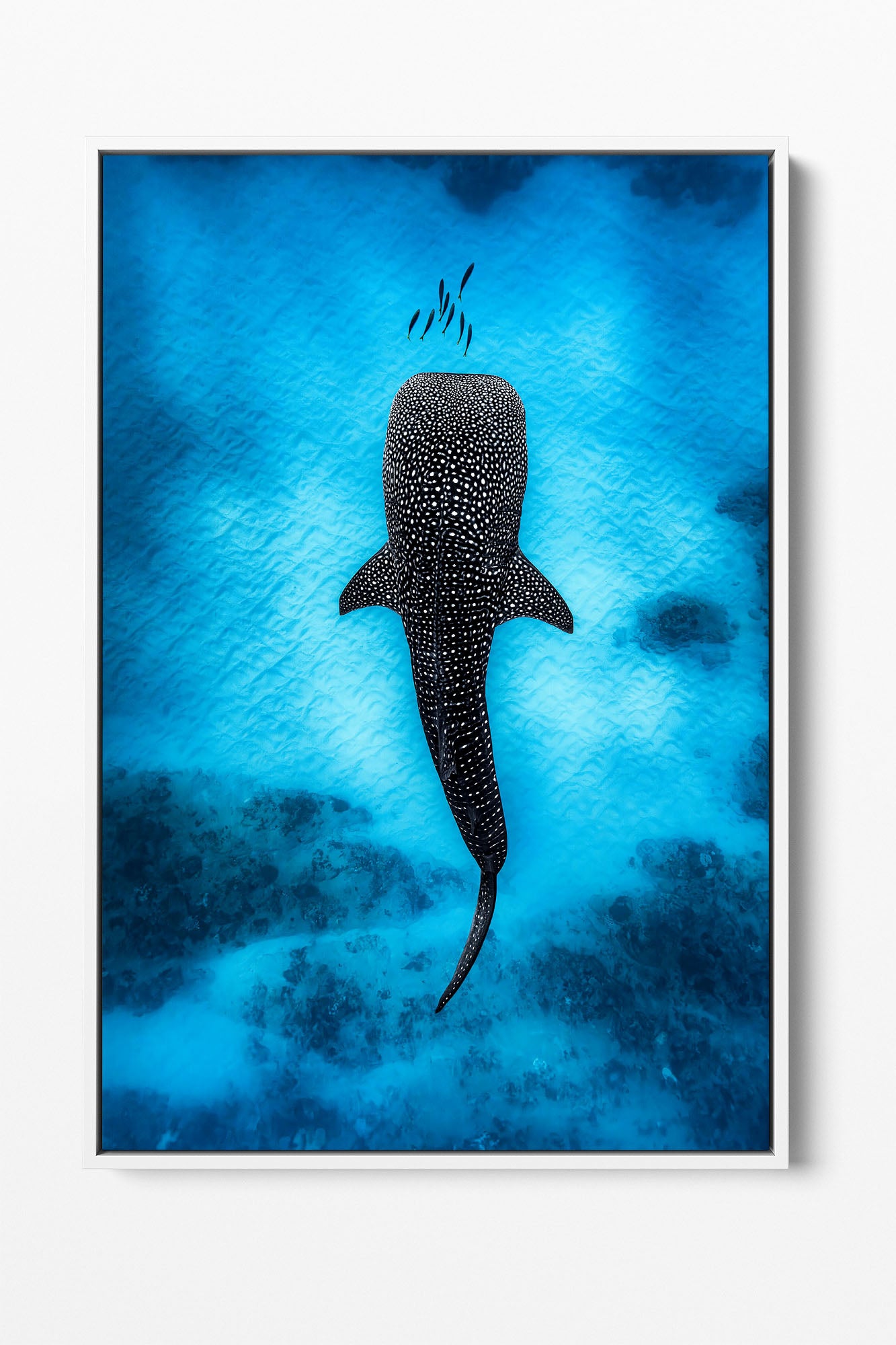Whale Shark Dreams | Ningaloo Reef