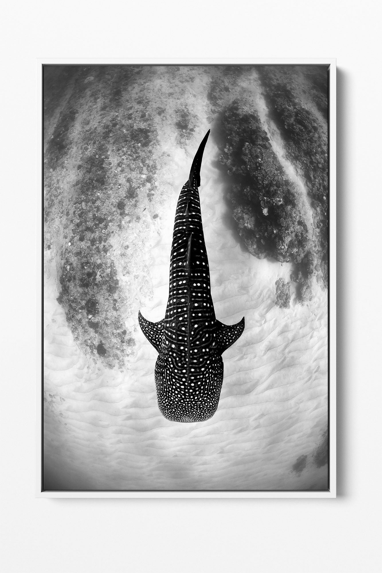 Whale Shark Glide Monochrome | Ningaloo Reef