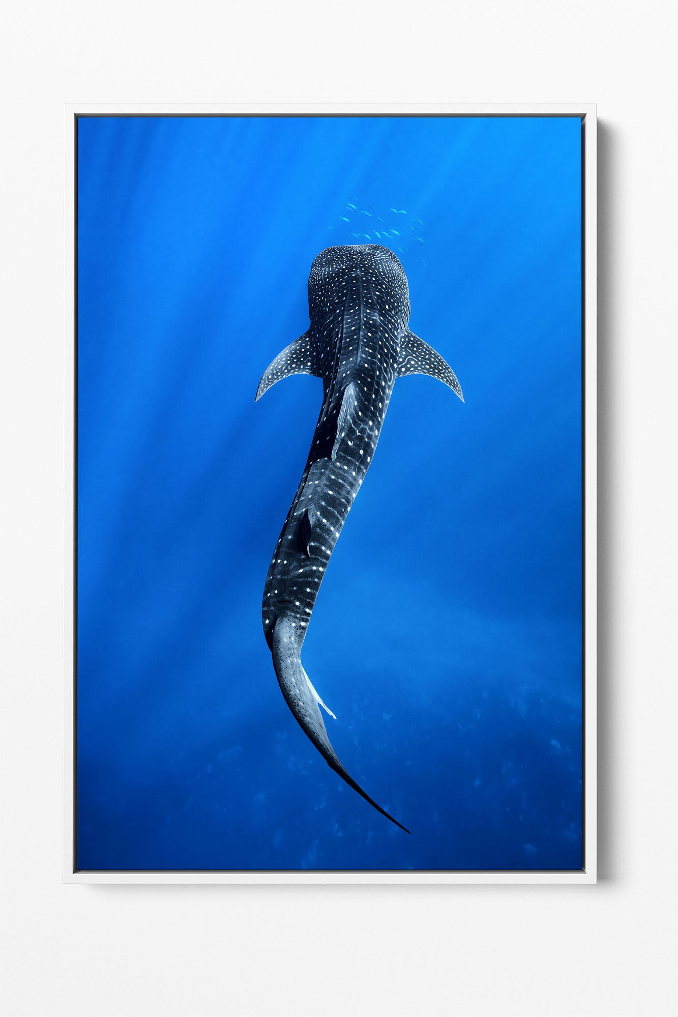 Into The Blue Whale Shark | Ningaloo Reef