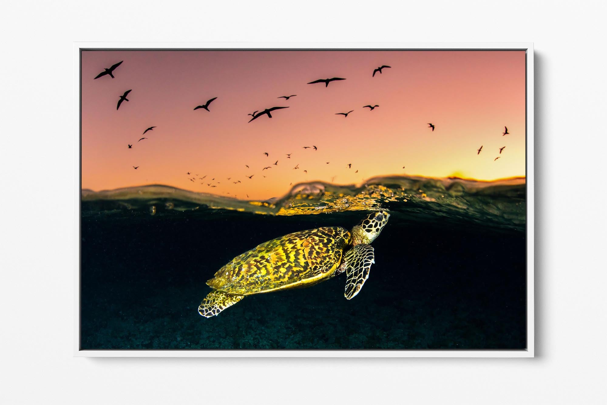 Hawksbill Sea Turtle Sunset