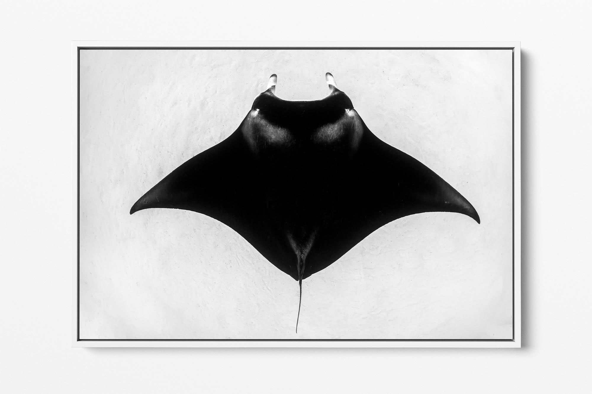 Manta Ray Symmetry | Monochrome