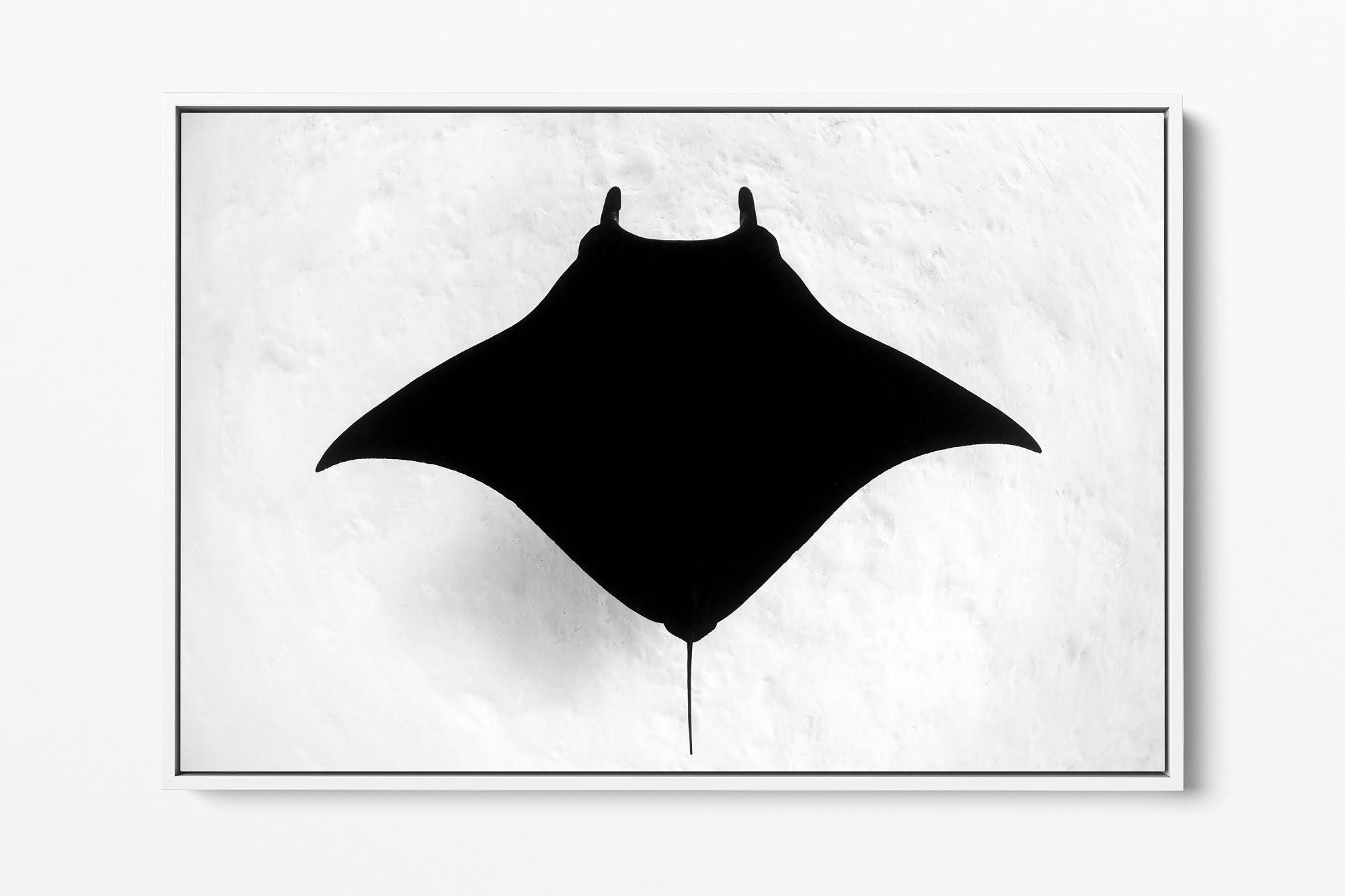 Melanistic Manta Ray | Monochrome
