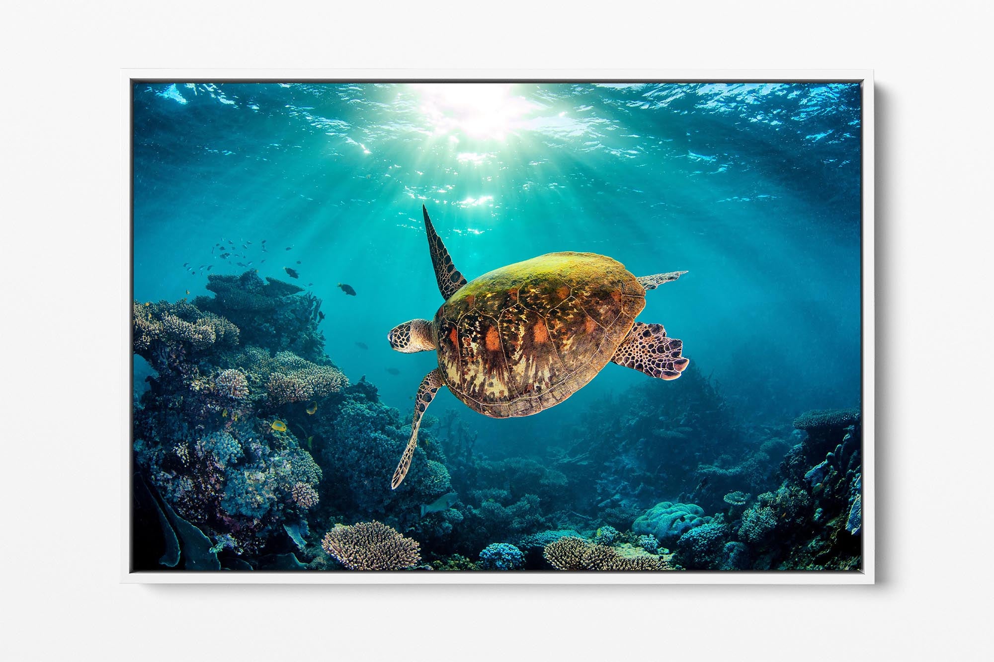 Sea Turtle | Ningaloo Reef