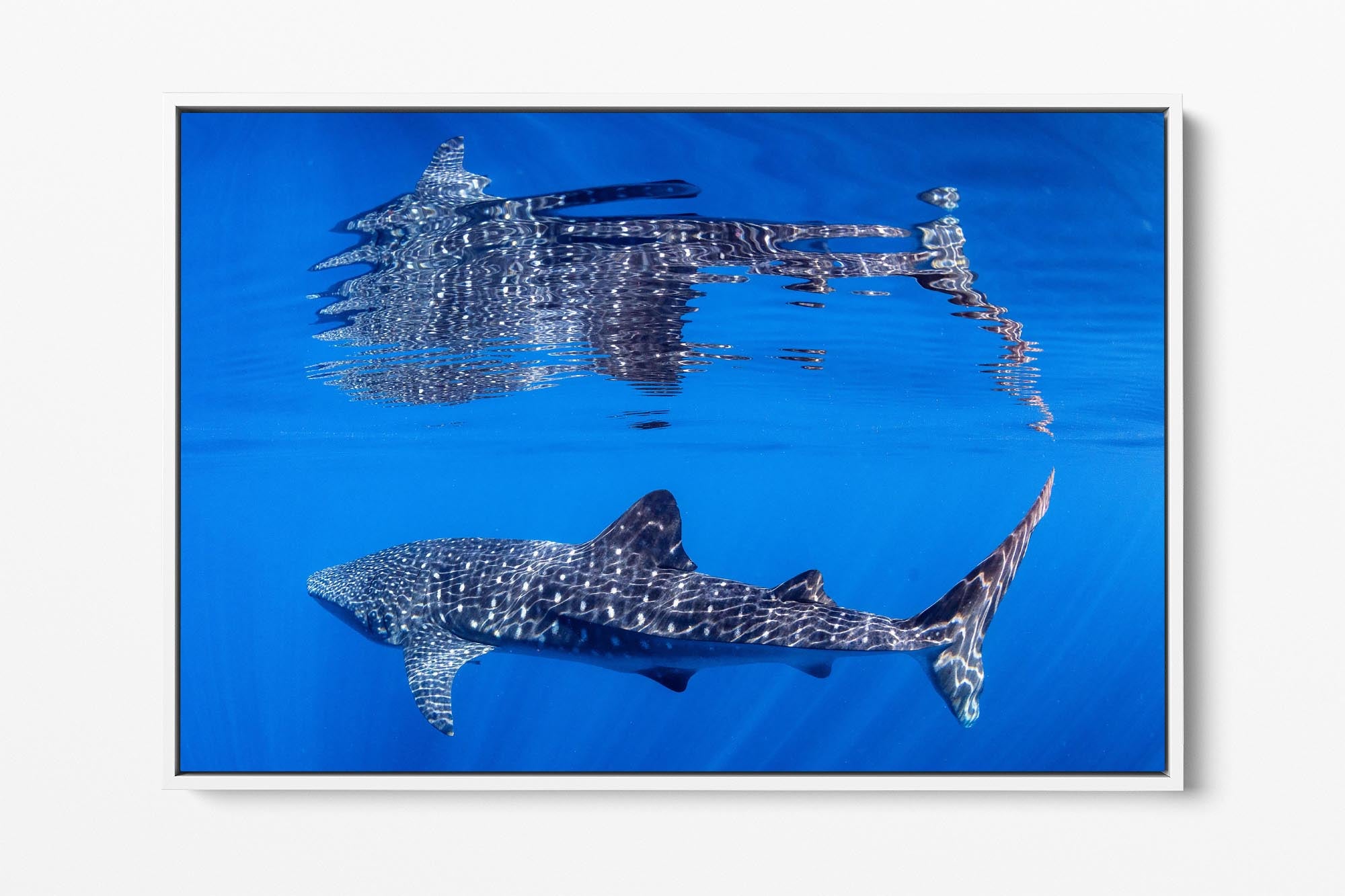 Whale Shark Reflections