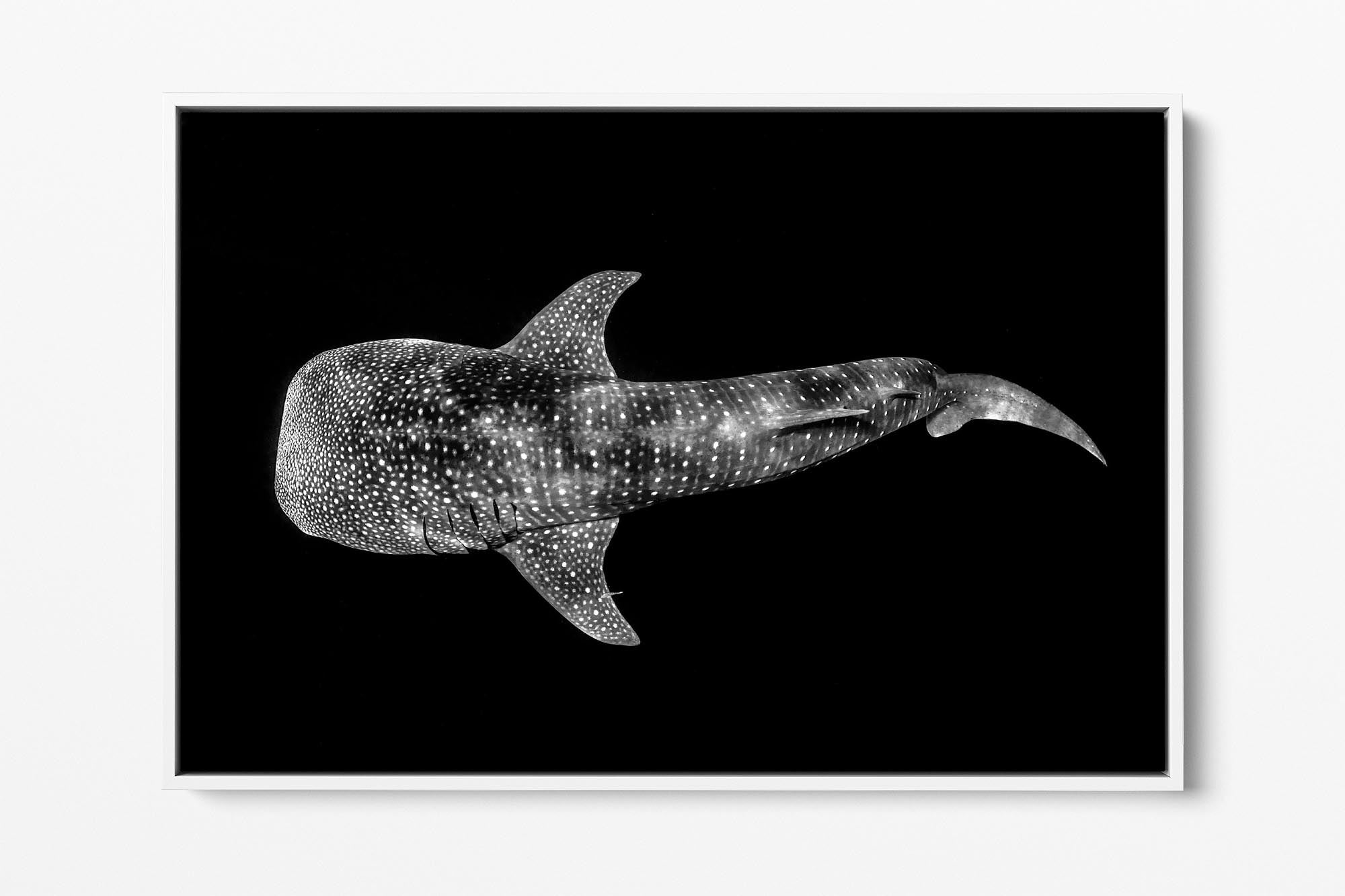 Whale Shark | Ningaloo Reef