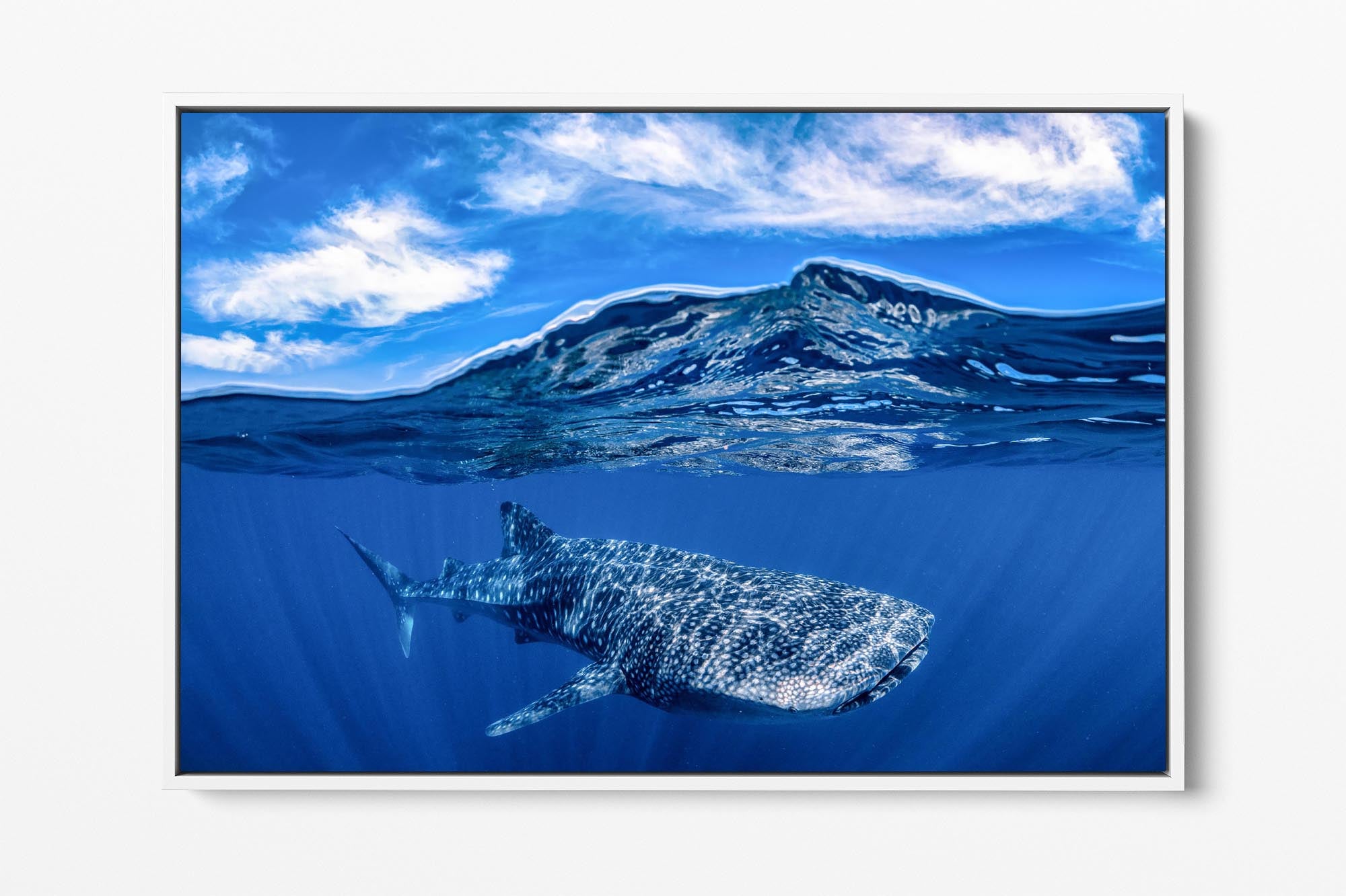 Whale Shark | Over Under