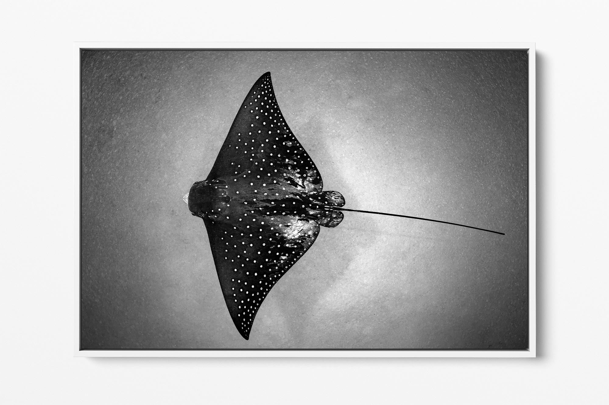 White Spotted Eagle Ray | Monochrome