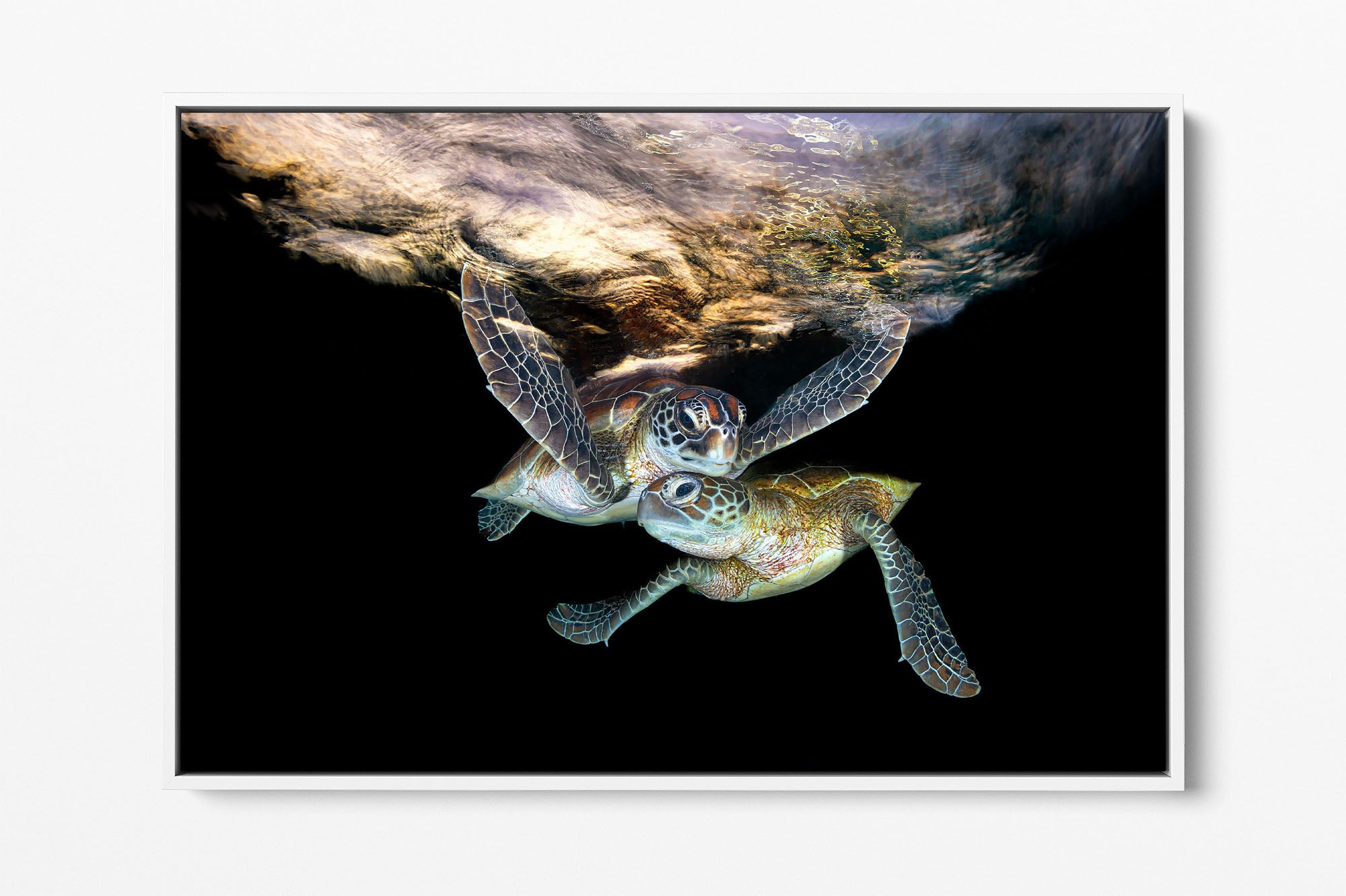 Double Trouble | Great Barrier Reef