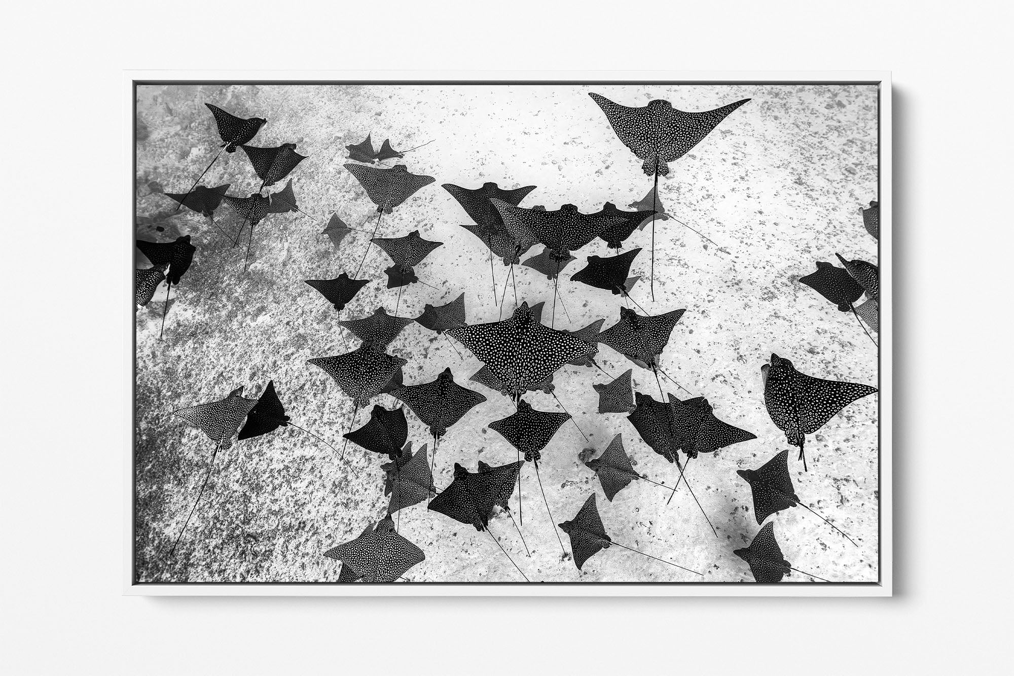 Spotted Eagle Ray Fever Monochrome