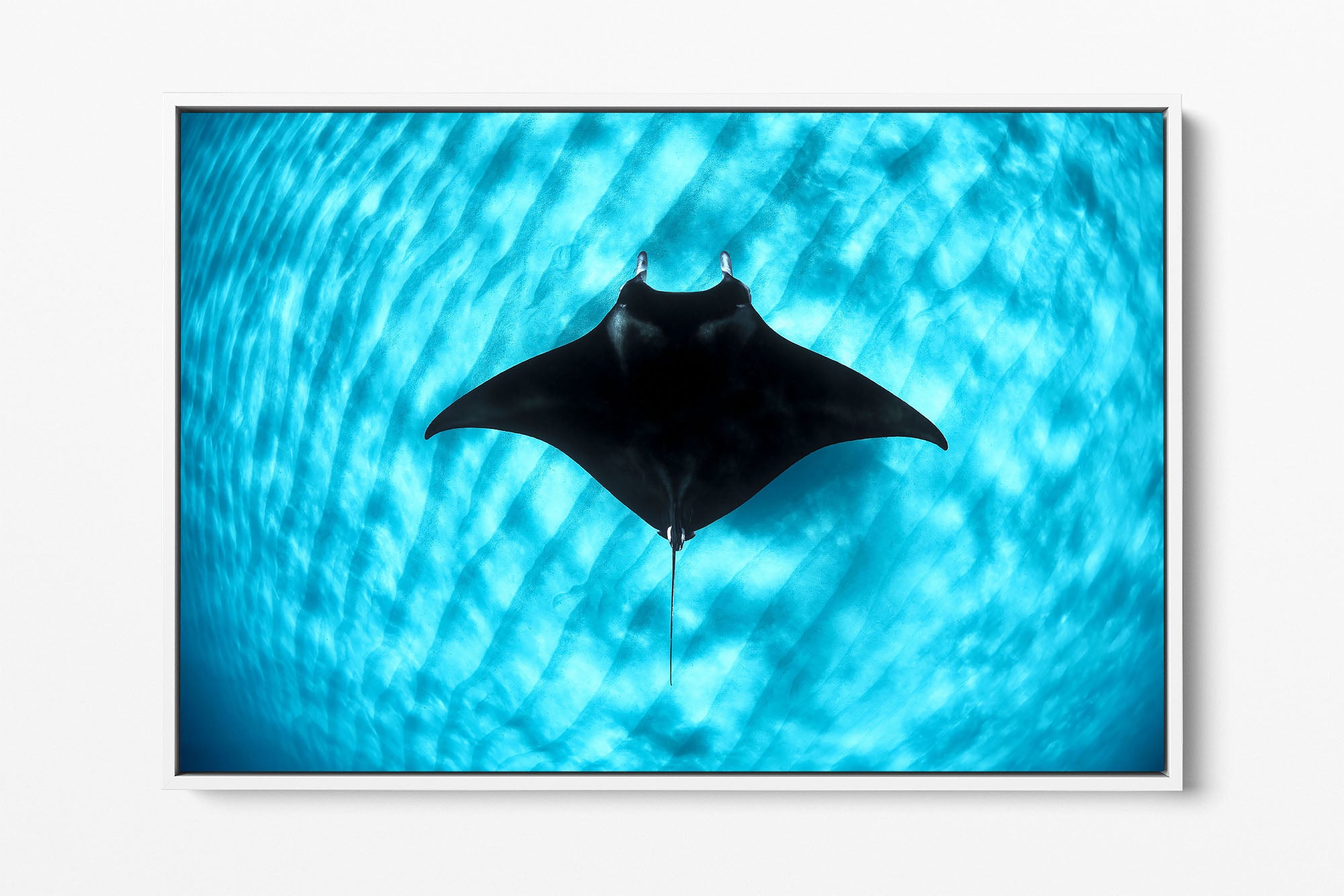 Manta Ray Coral Bay | Ningaloo Reef