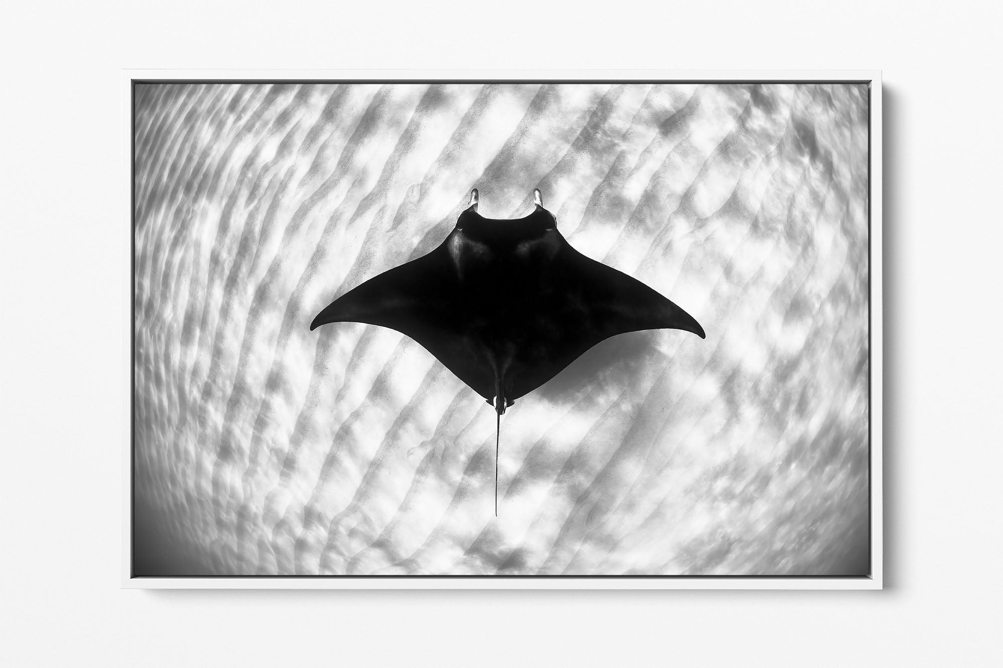 Manta Ray Coral Bay Ningaloo Reef | Monochrome