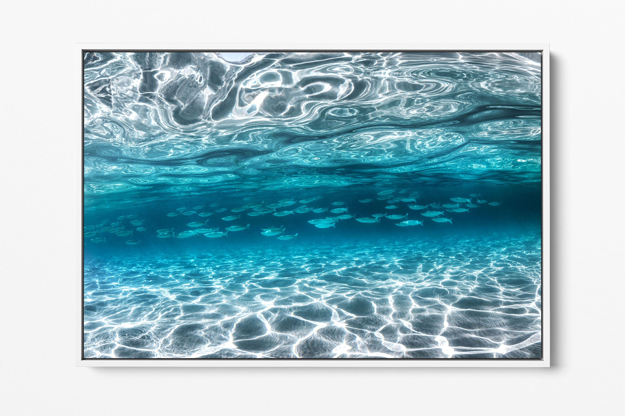 School of Fish Clarity | Jervis Bay
