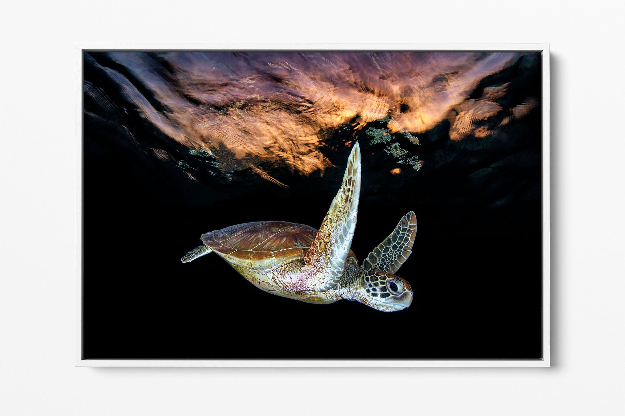 Turtle Sunset Tranquility | Great Barrier Reef