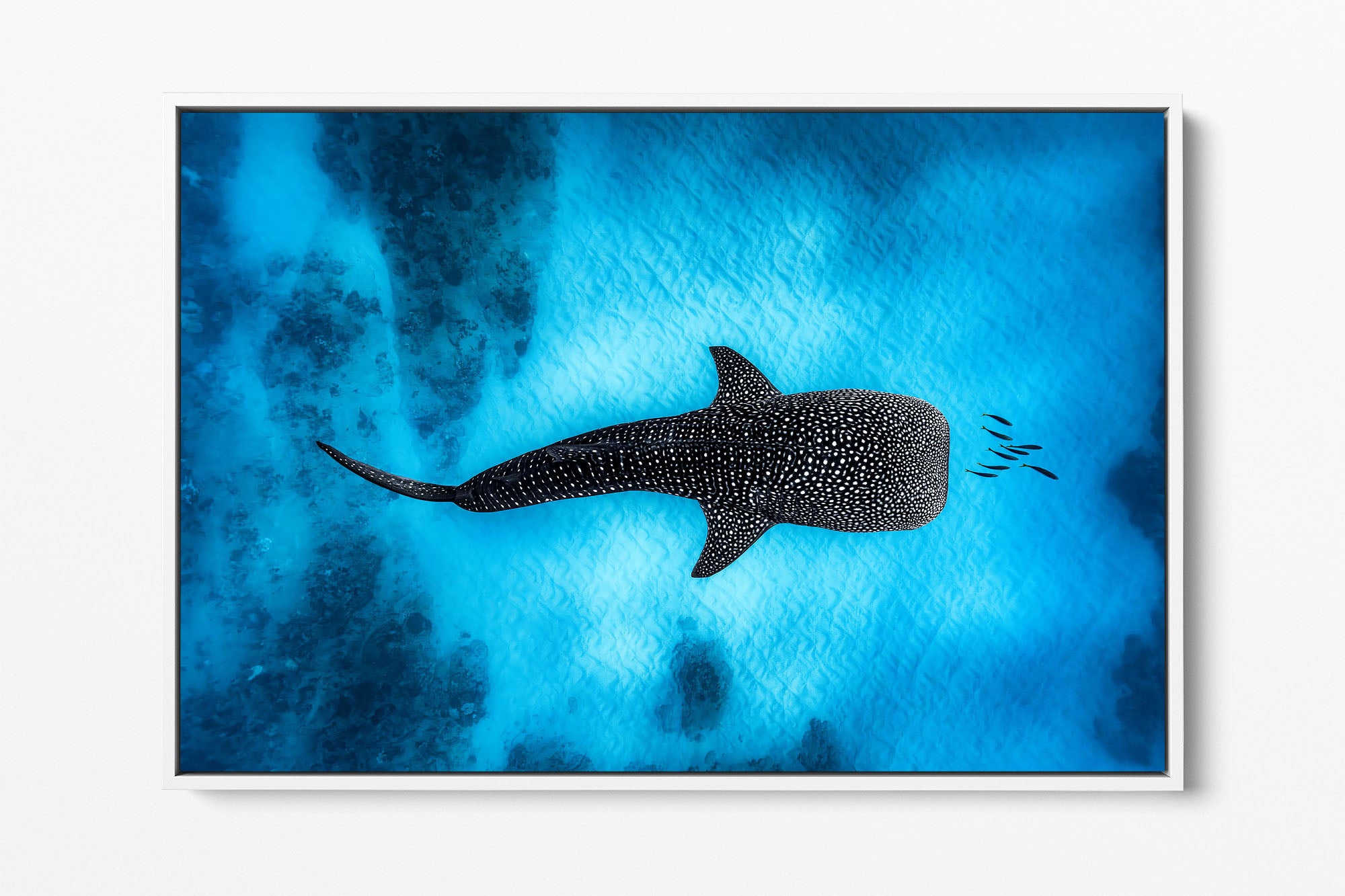 Landscape Whale Shark Dreams Ningaloo Reef