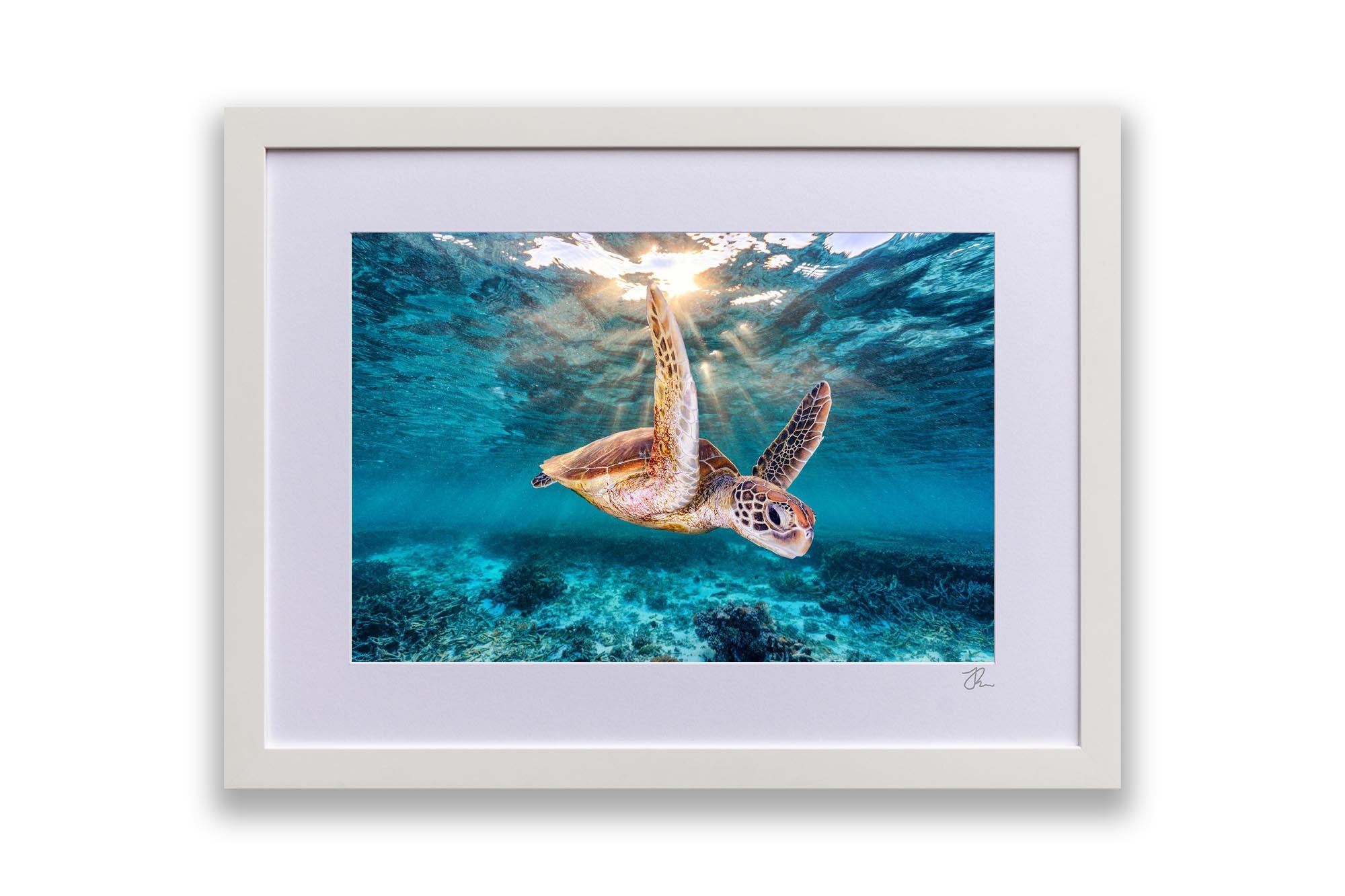 Gliding in The Golden Light Turtle