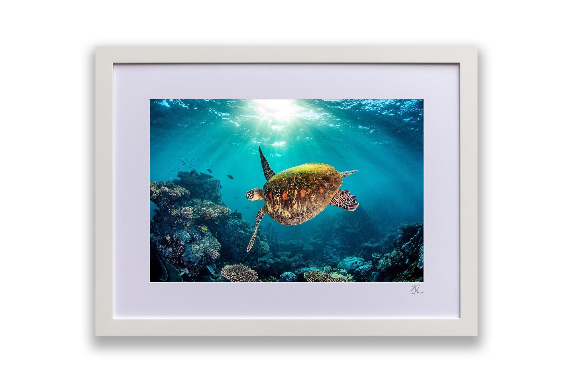 Sea Turtle | Ningaloo Reef