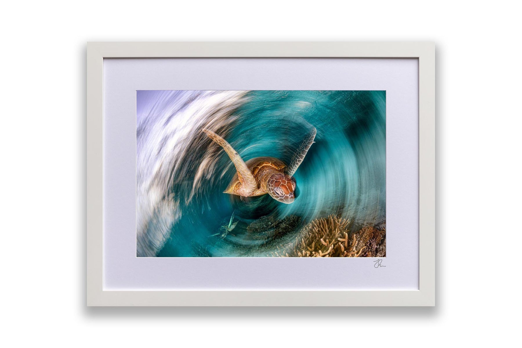 Green Sea Turtle Print | Australian Geographic Finalist – Jordan Robins ...