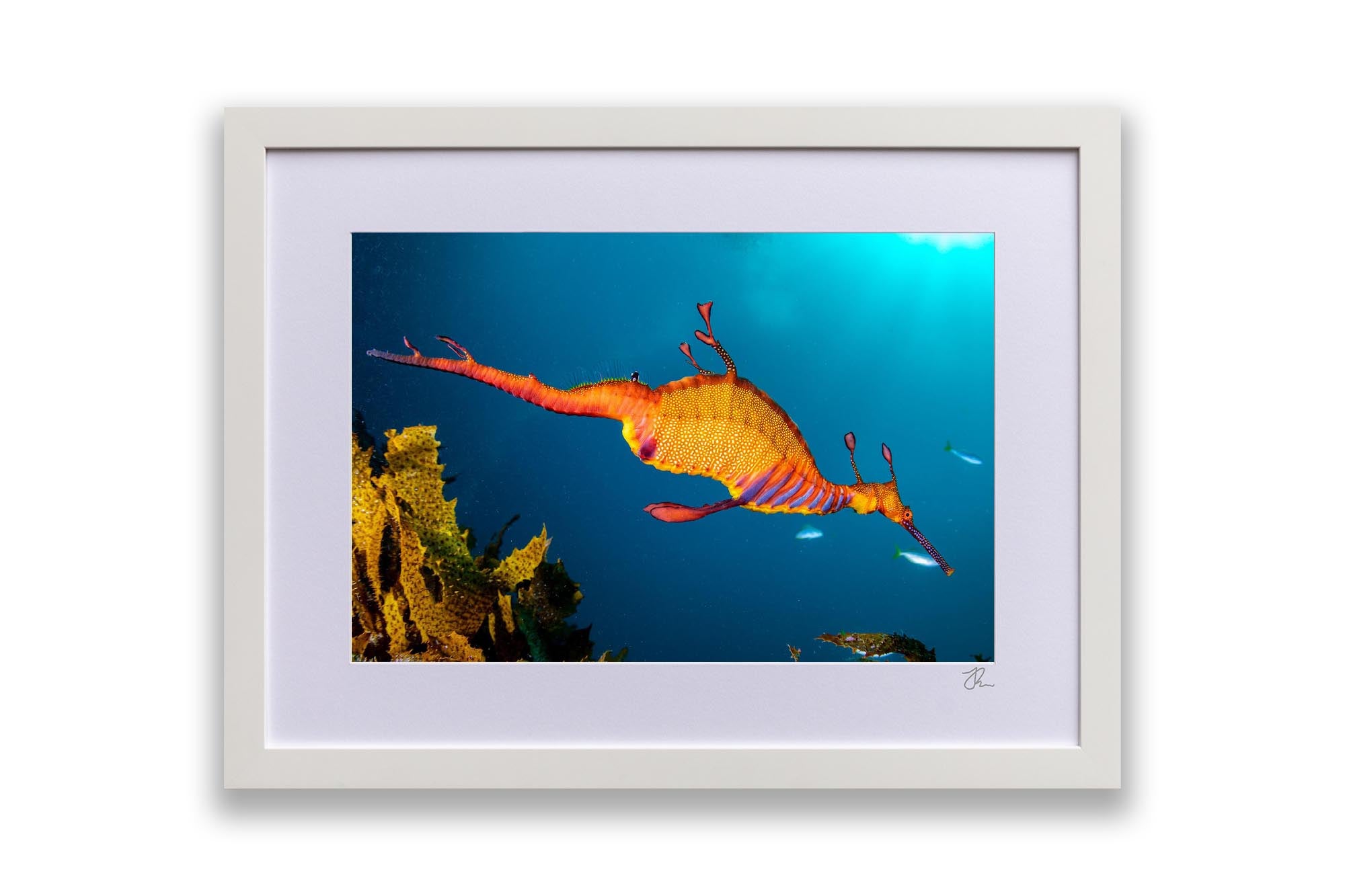 Weedy Sea Dragon | Jervis Bay