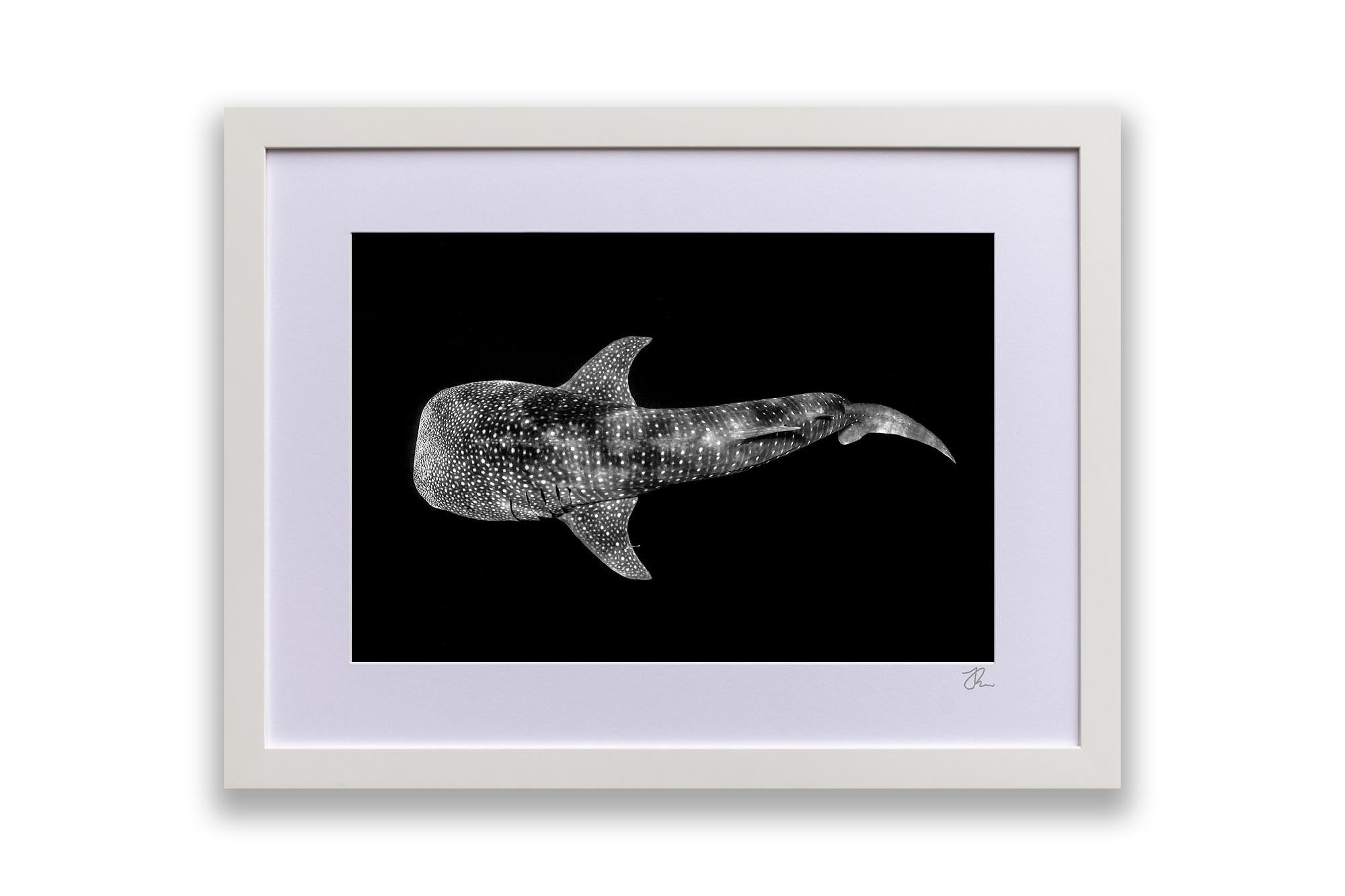 Whale Shark | Ningaloo Reef