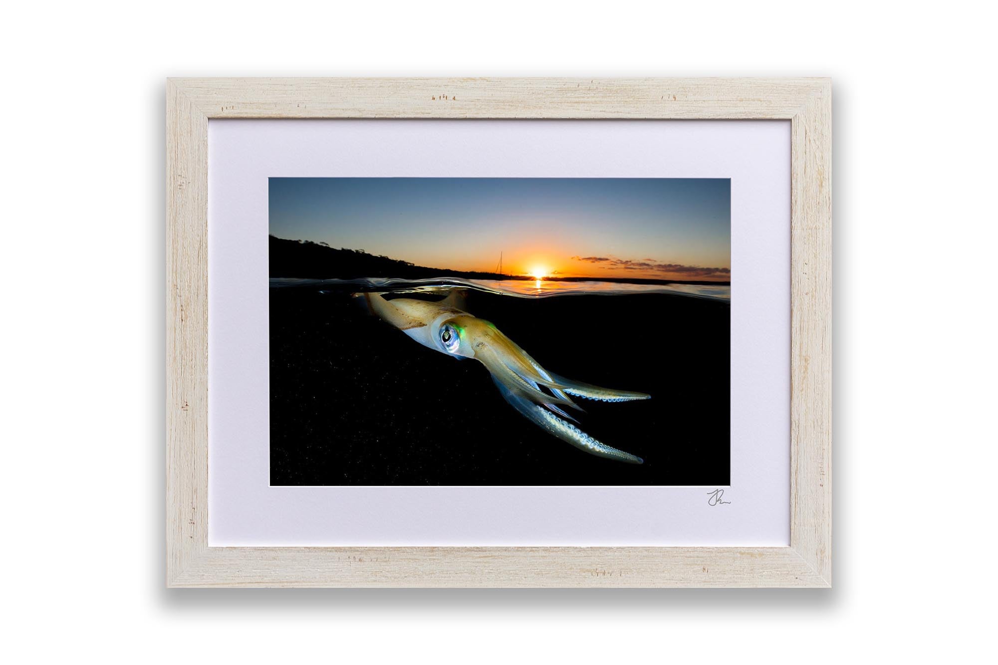 Squid Sunset | Jervis Bay