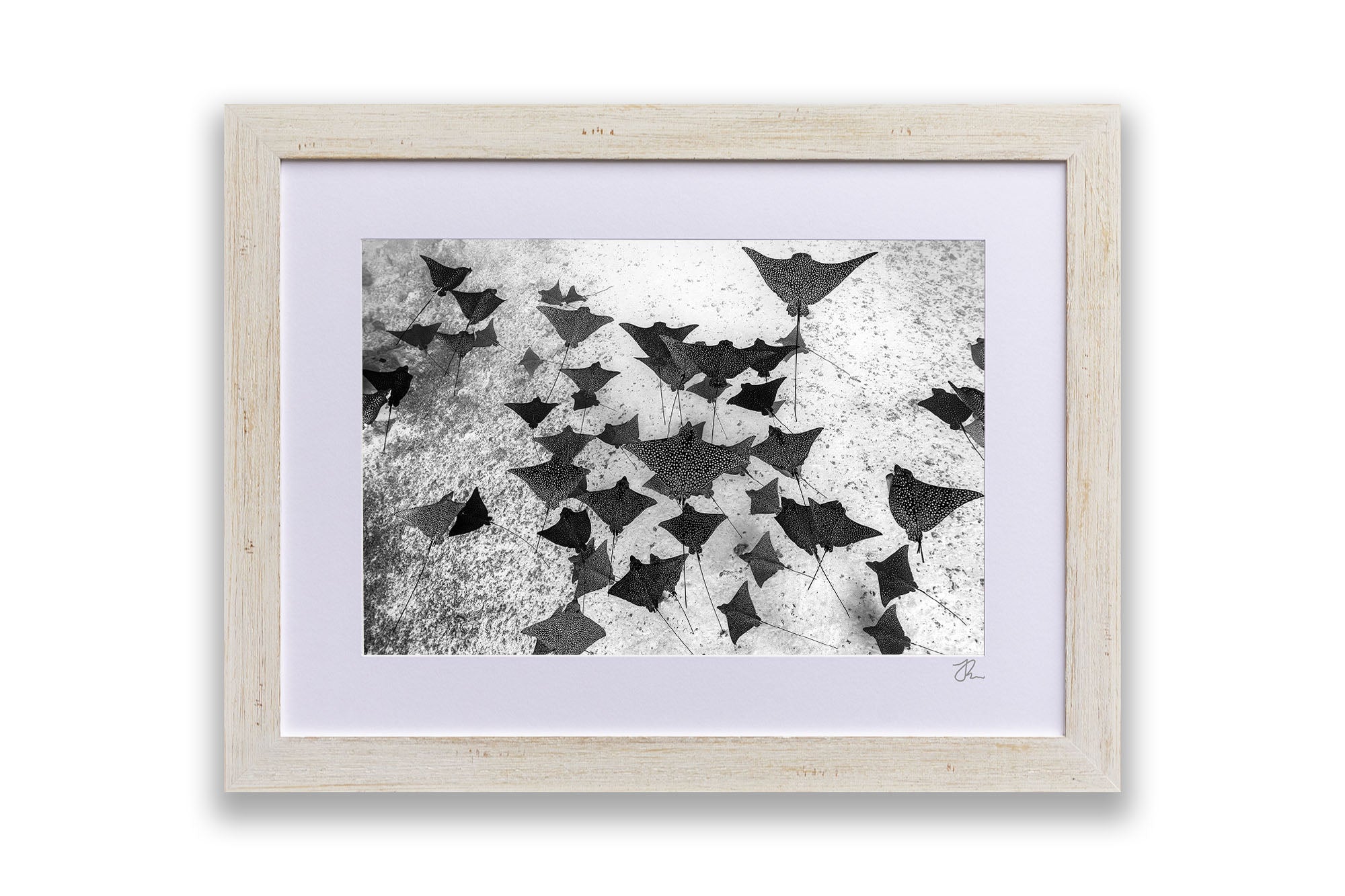 Spotted Eagle Ray Fever Monochrome
