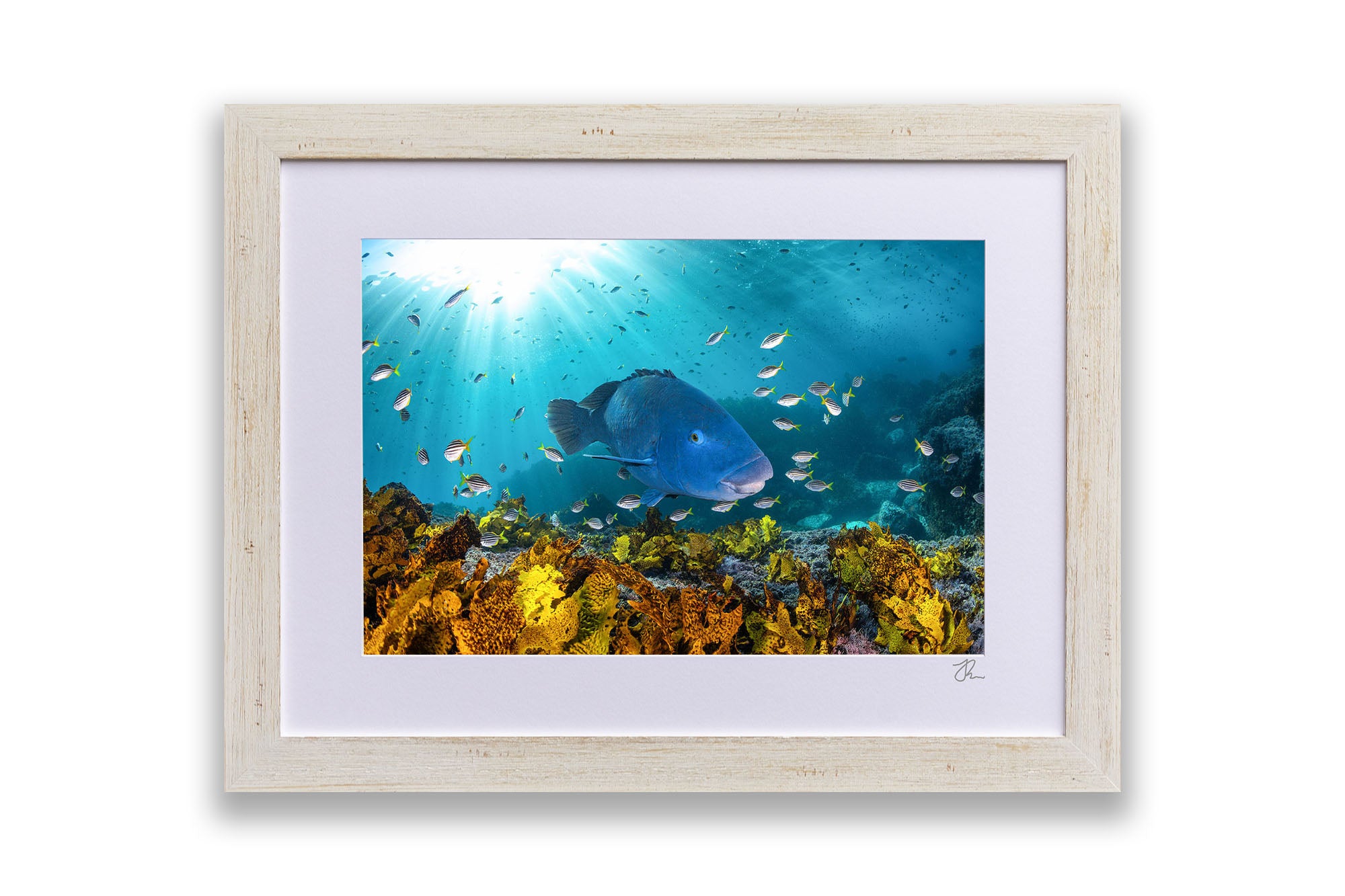 Blue Groper | Great Southern Reef | Jervis Bay