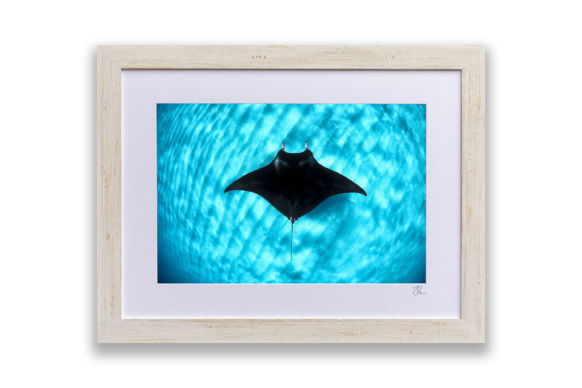 Manta Ray Coral Bay | Ningaloo Reef