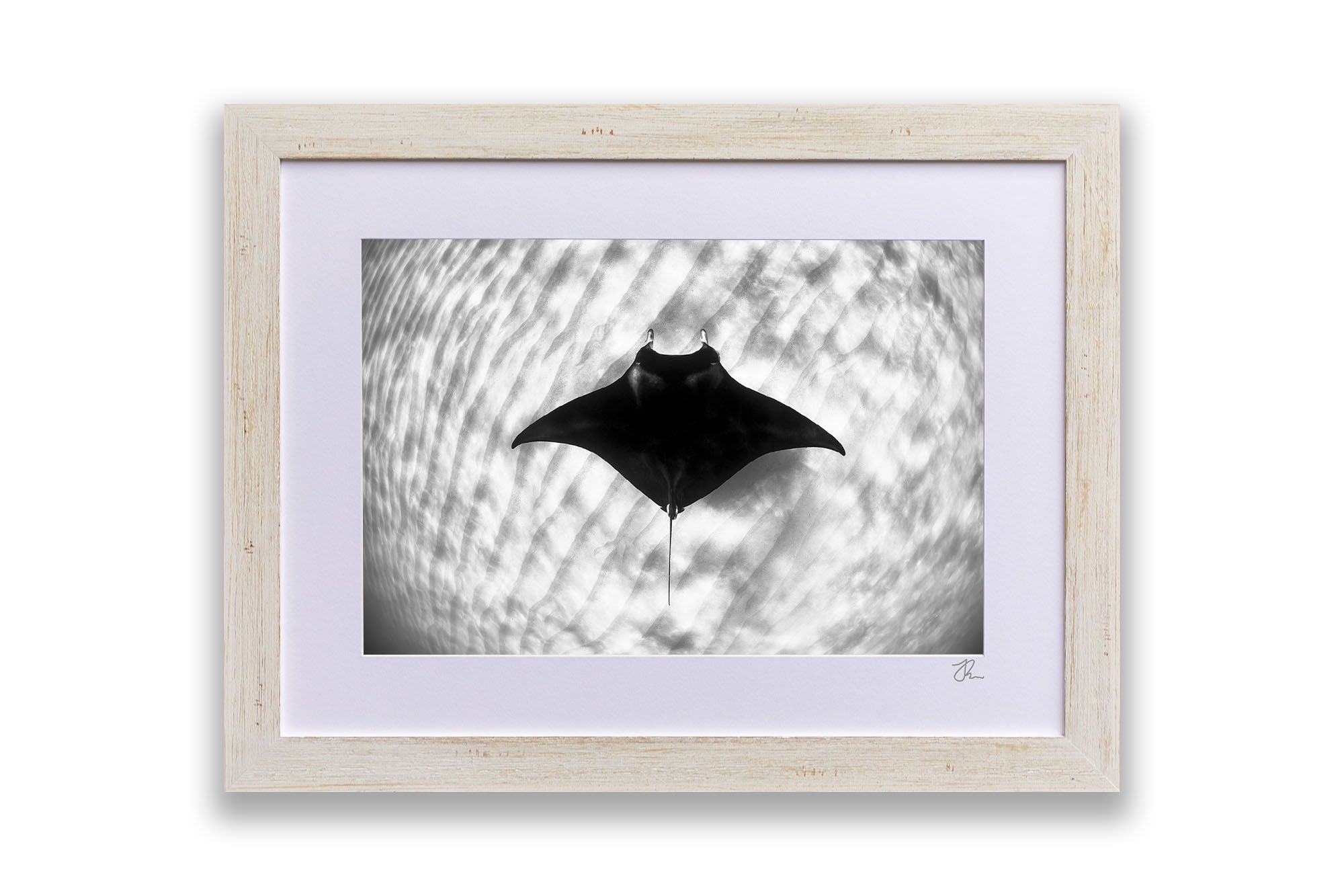 Manta Ray Coral Bay Ningaloo Reef | Monochrome