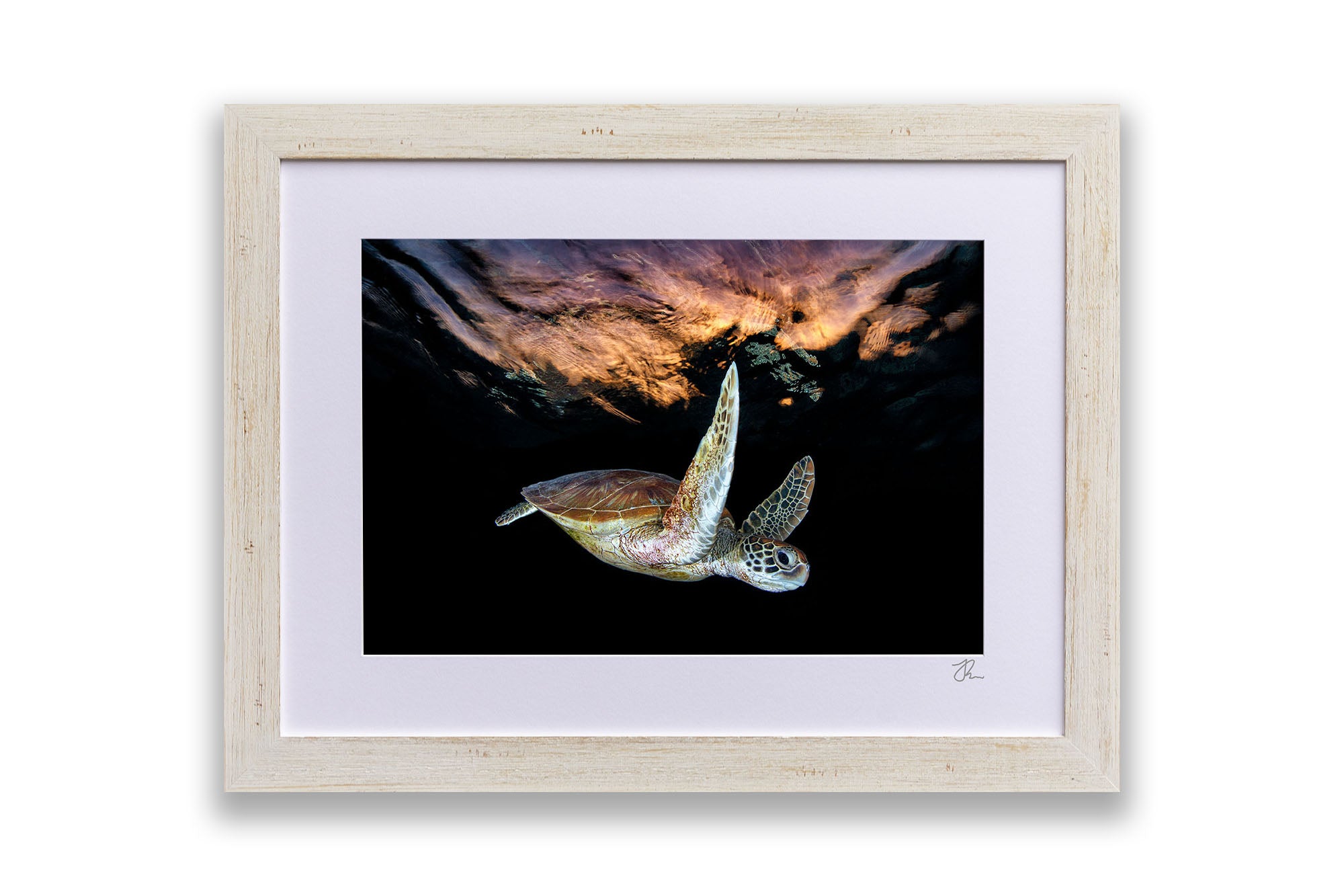 Turtle Sunset Tranquility | Great Barrier Reef